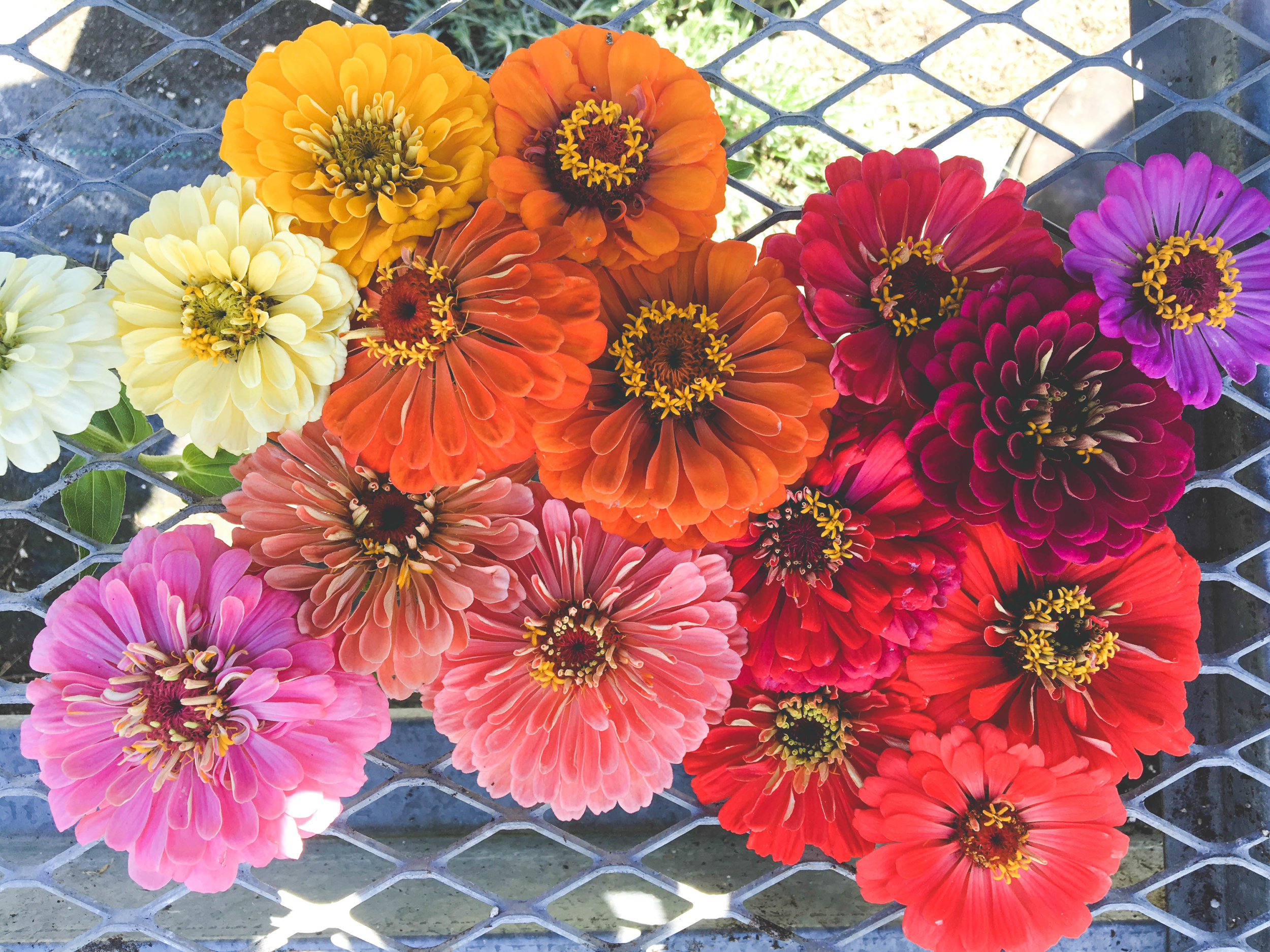 benary's zinnias_Hilary Dahl_.jpg