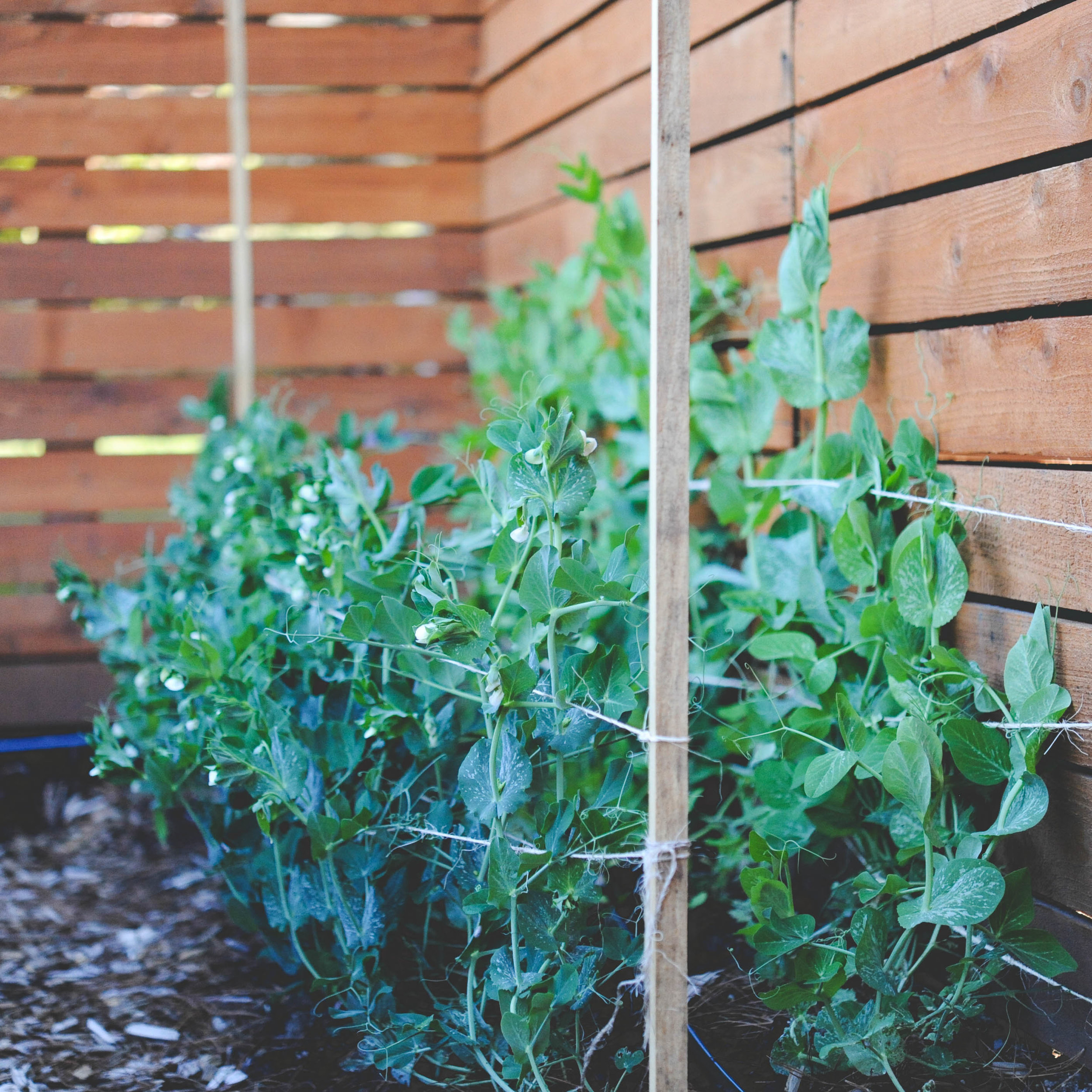 Snap pea behind shelling peas_insta.jpg