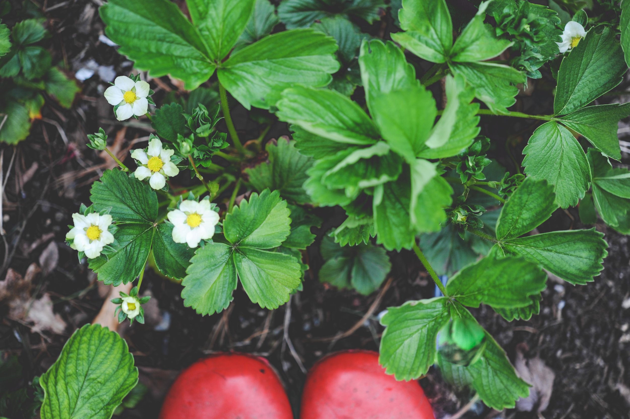 Strawberries.jpg