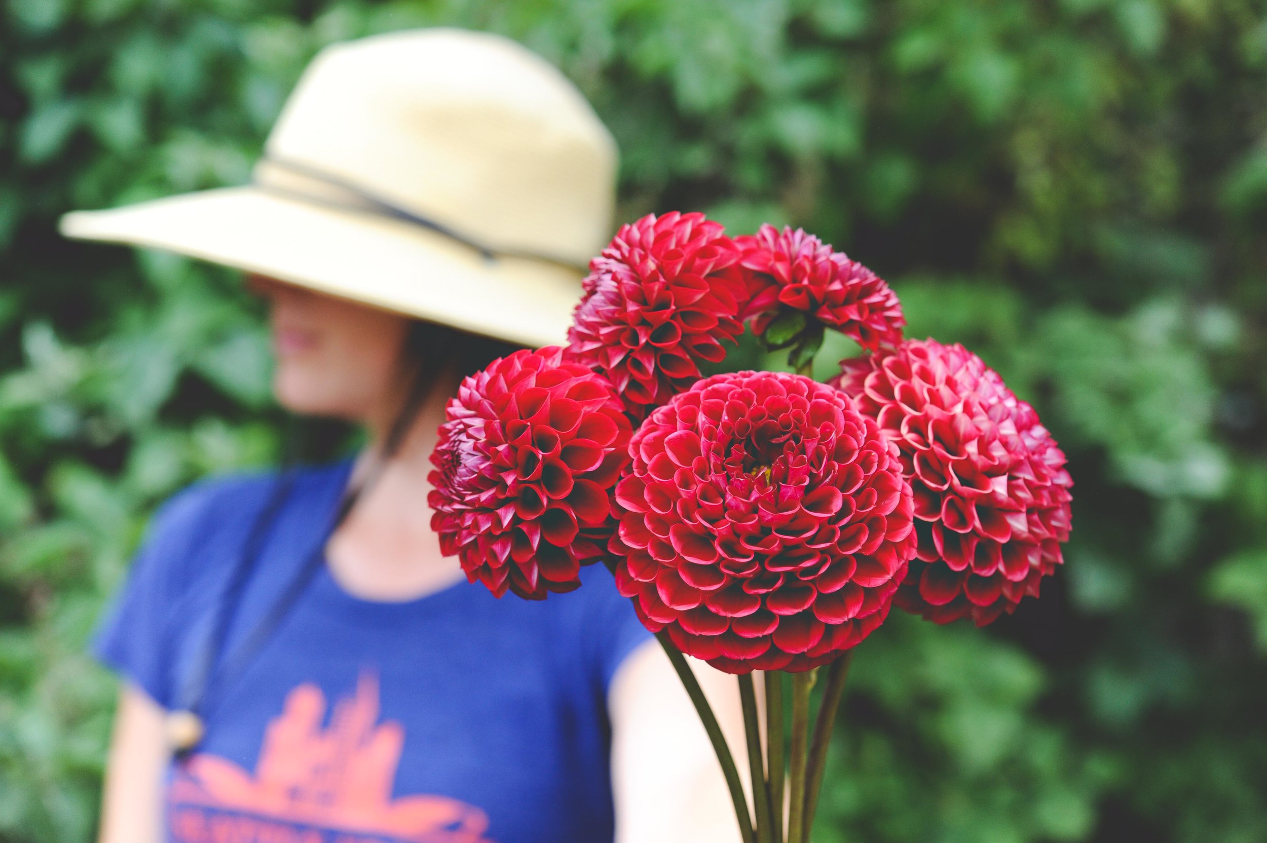 Dahlias_cornell.jpg