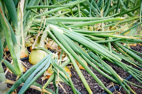 Planting Onions in Your Farm Garden: Step-by-Step Guide