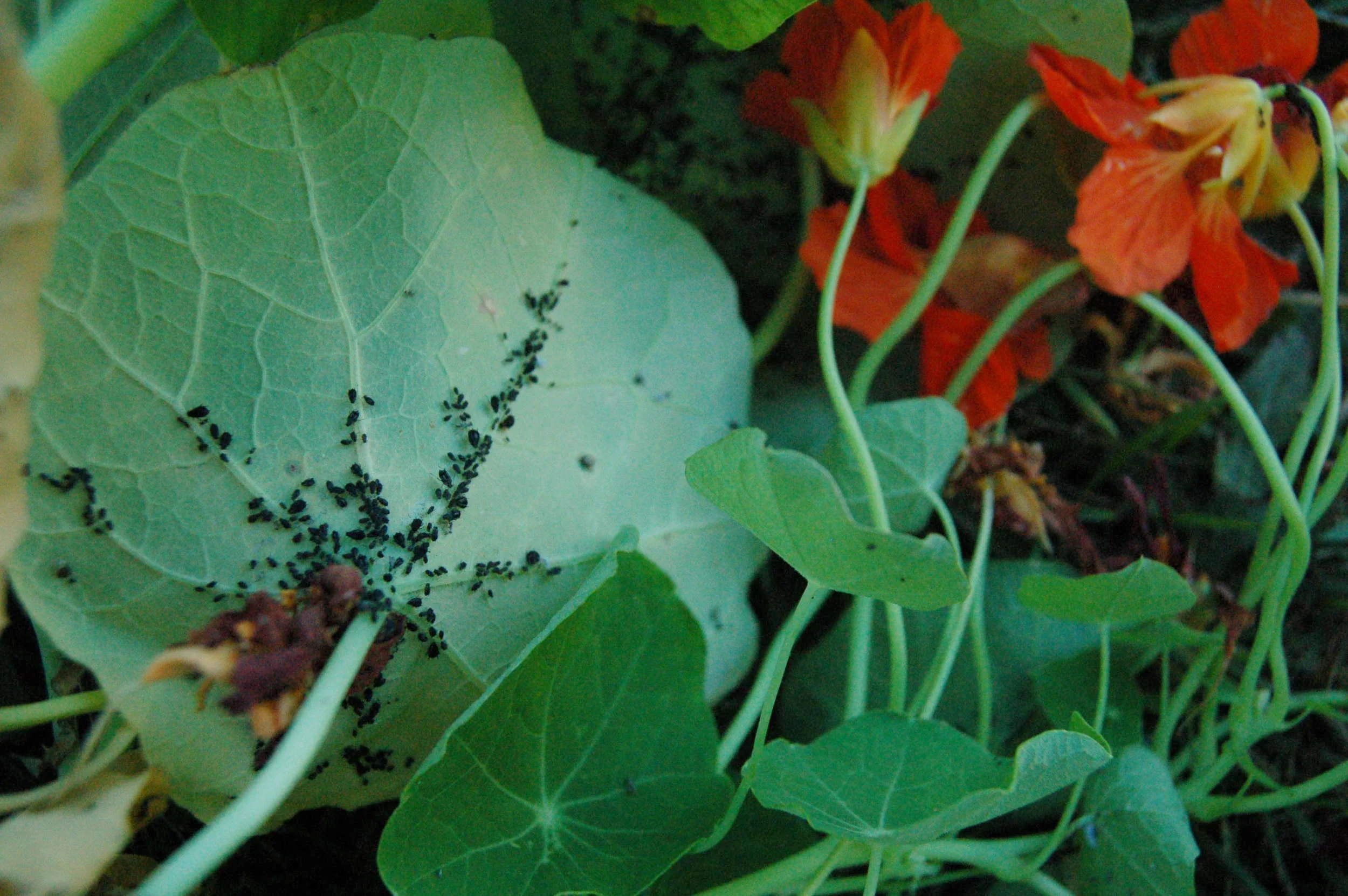 April Garden Challenge: Pest Prevention