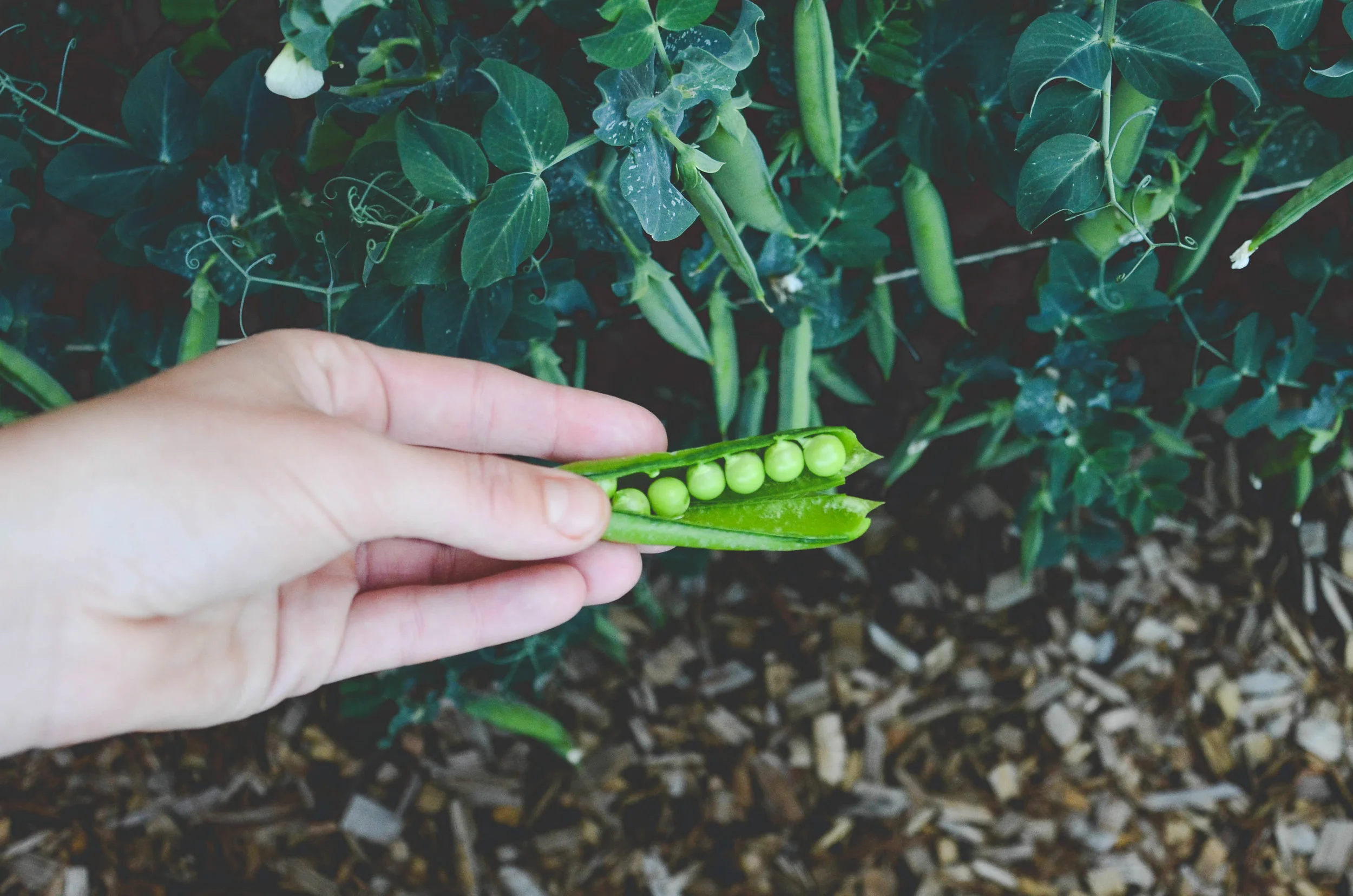 Seed Saving_Encyclopedia Botanica_Hilary Dahl_Seattle Urban Farm Co.jpg