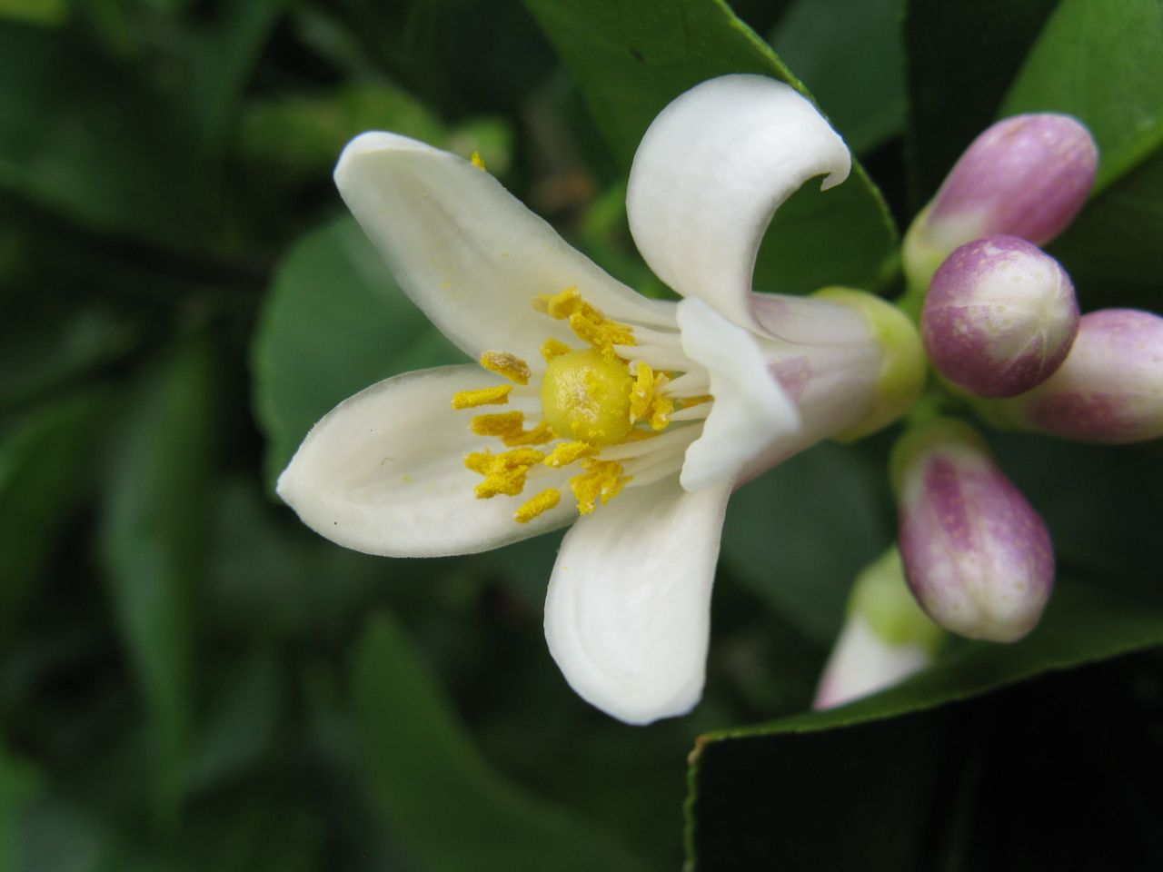 Citrus flower