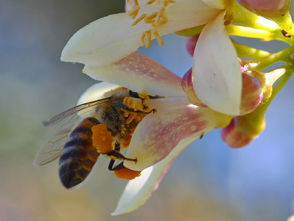Bee pollinating a citrus flower