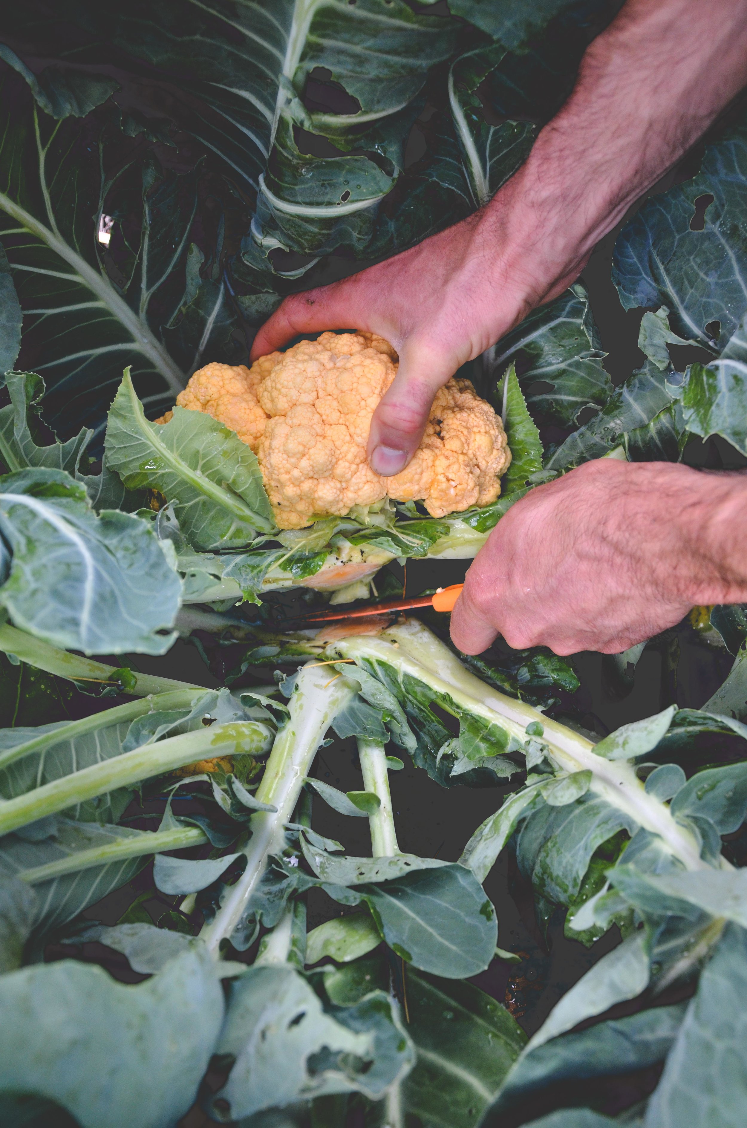 Cheddar cauliflower