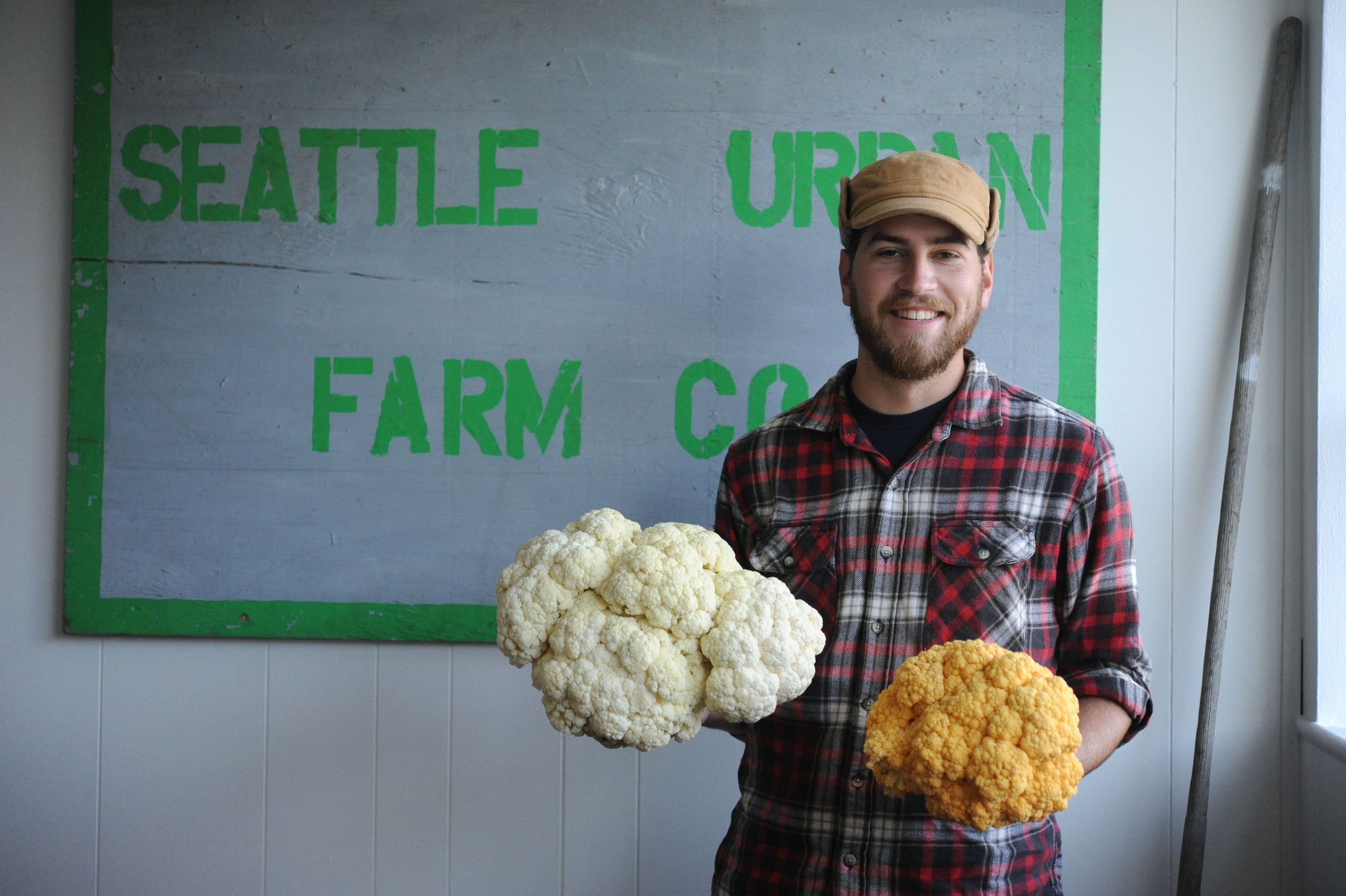 Giant cauliflower heads