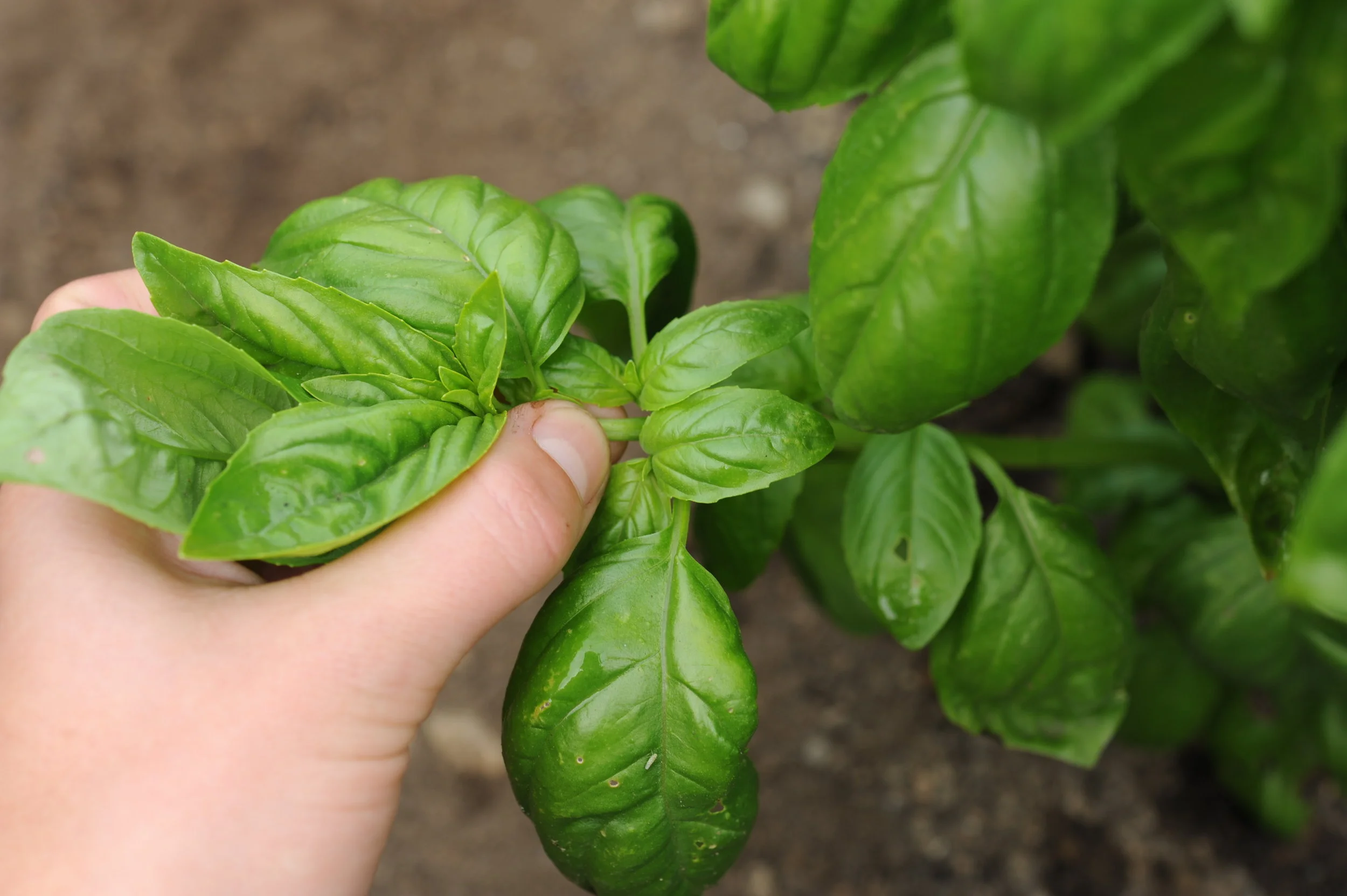 Episode 91 Basil Seattle Urban Farm Company