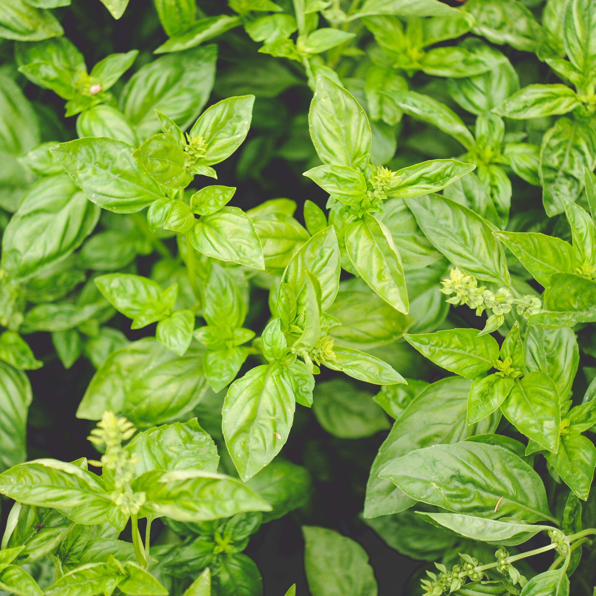 Genovese Basil 