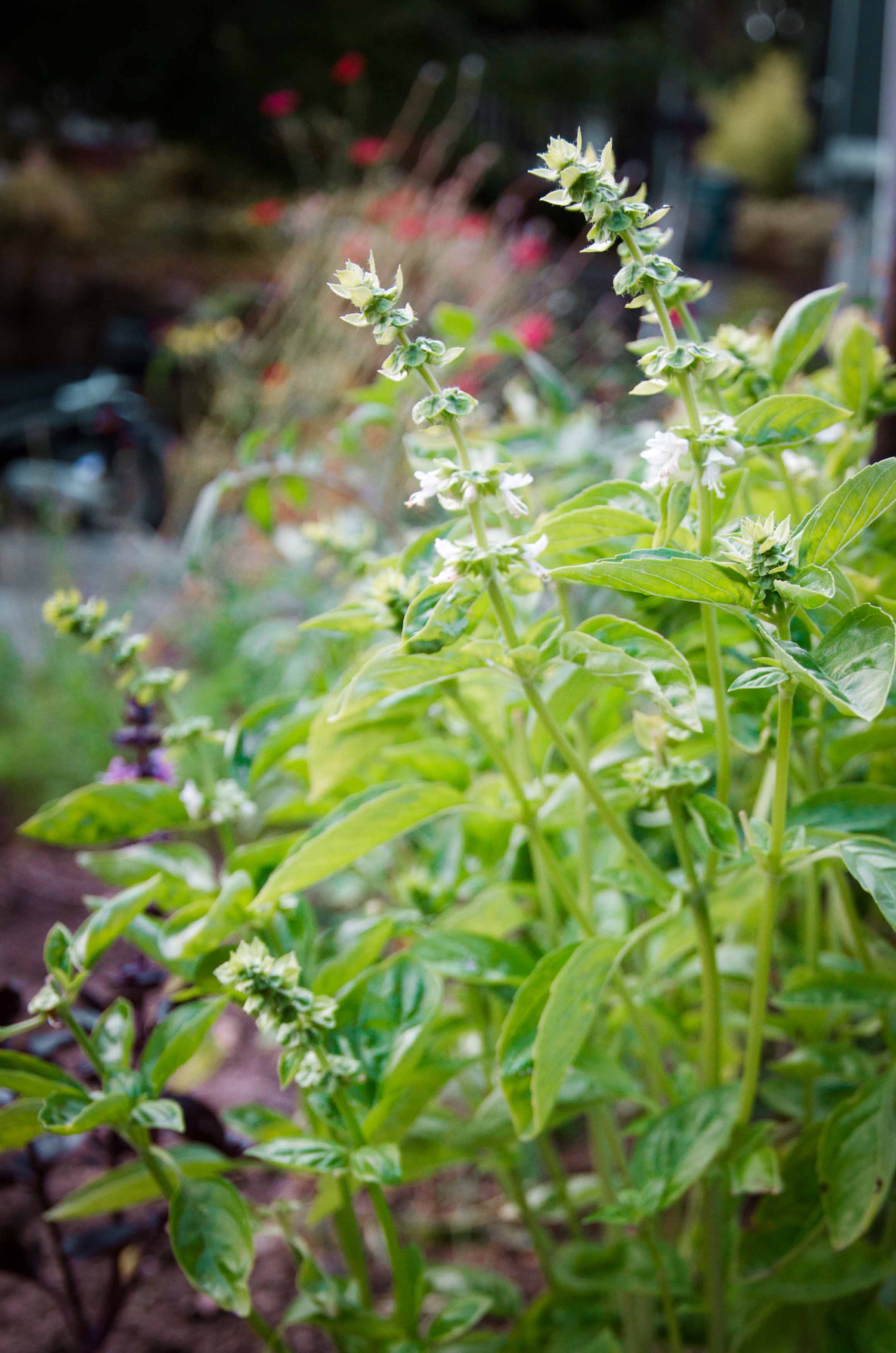 Flowering basil 