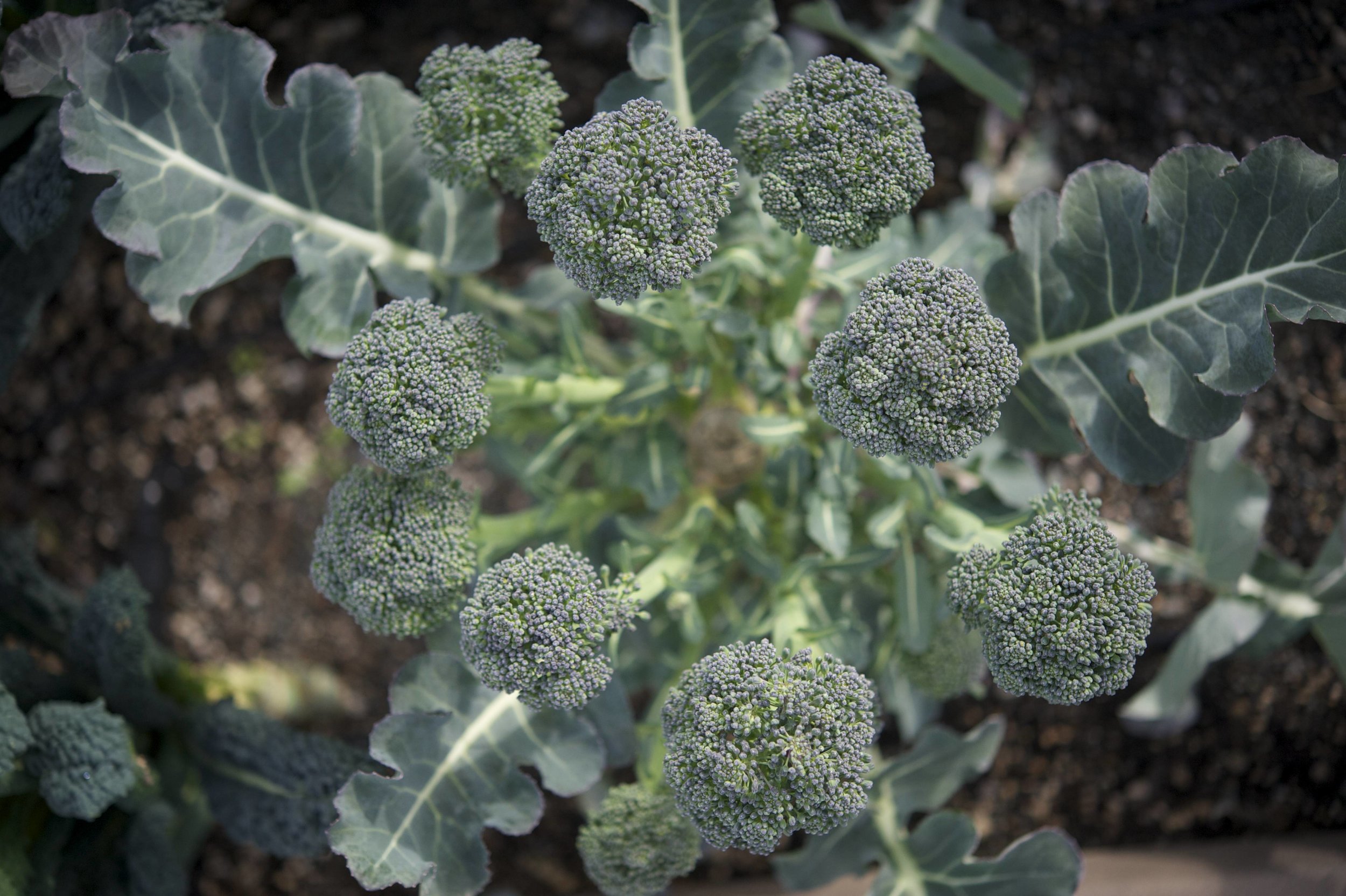 Broccoli side shoots/florets