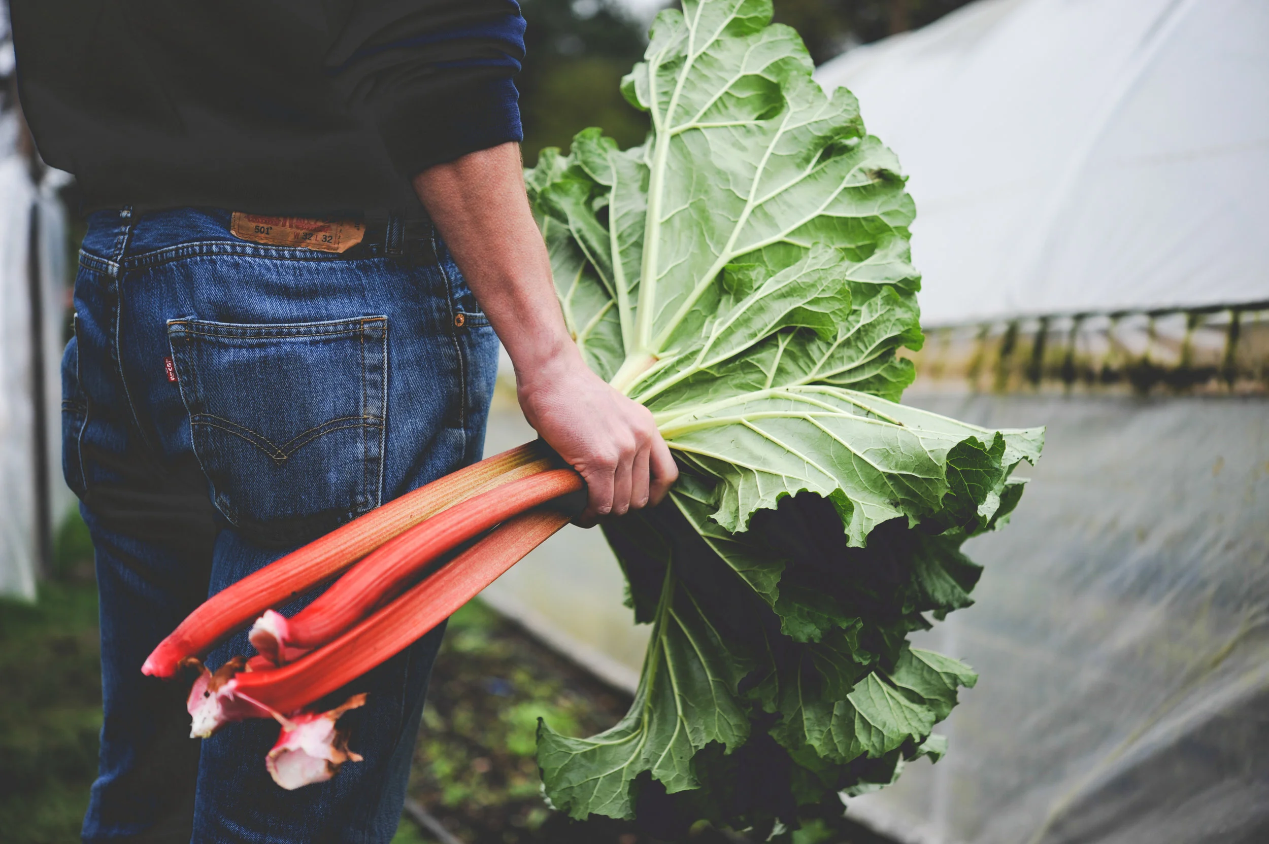 Rhubarb_Colin McCrate_Seattle Urban Farm Co..jpg