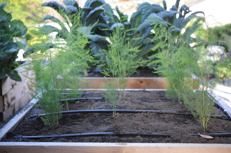 Planting And Harvesting Asparagus Seattle Urban Farm Company,Twin Mattress Size Feet