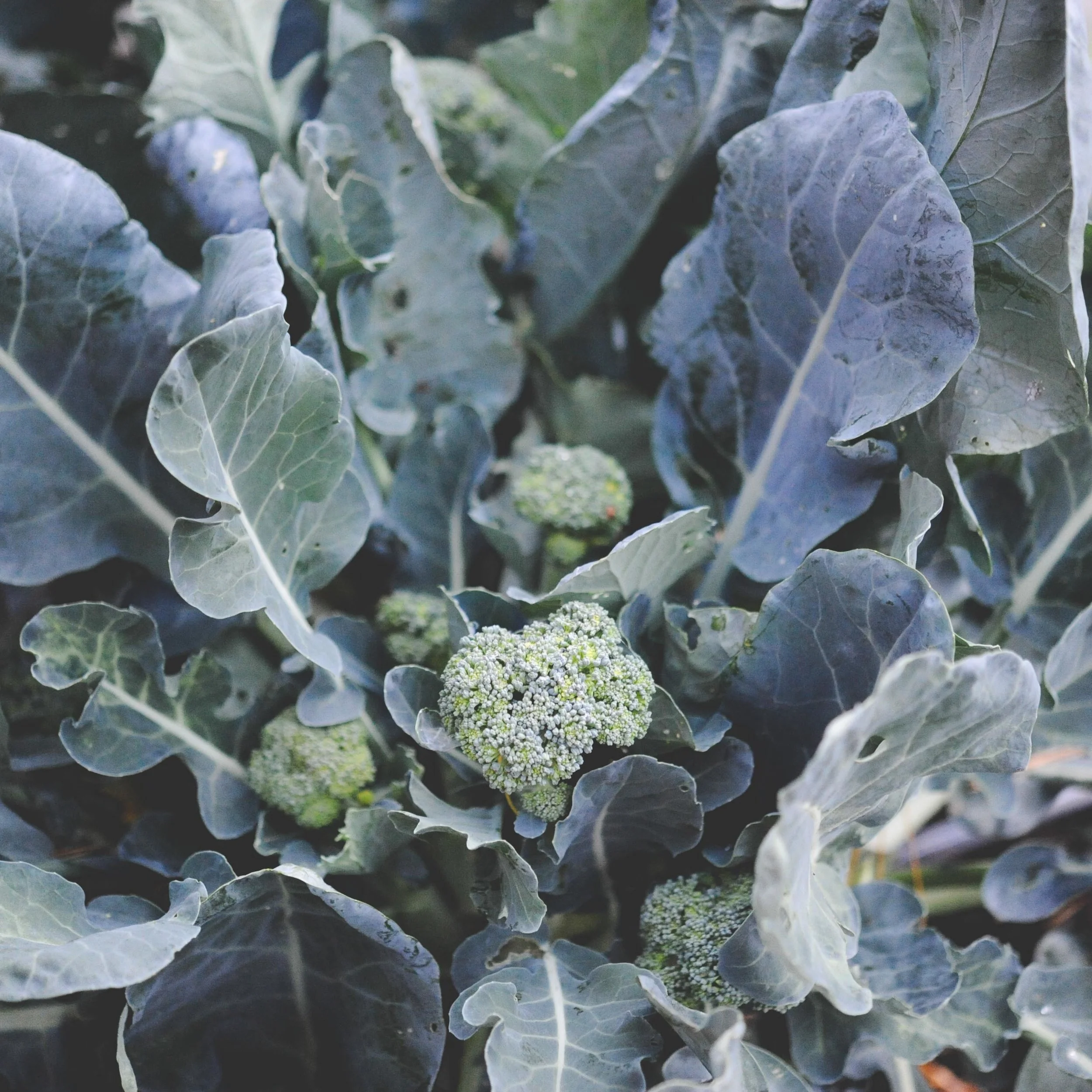 Broccoli Side Shoots