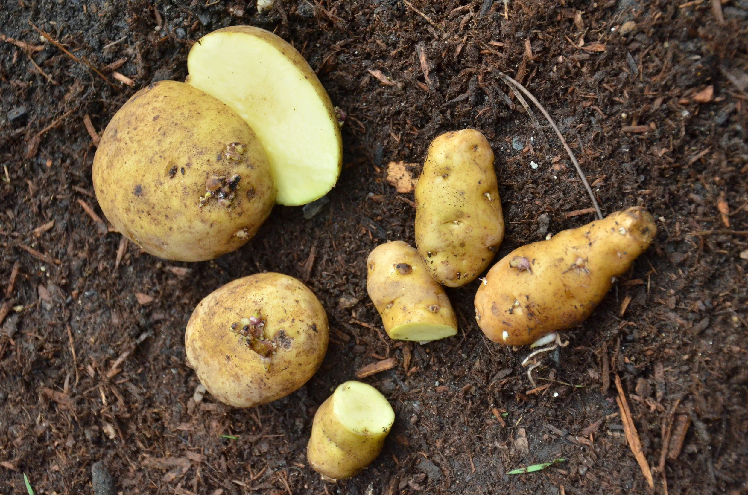 Planting Potatoes — Seattle Urban Farm Company