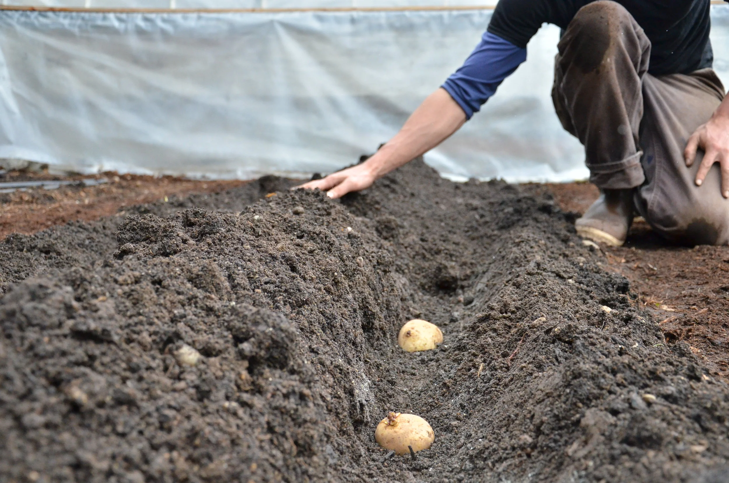 Encyclopedia Botanica Podcast, Episode 32: Potatoes