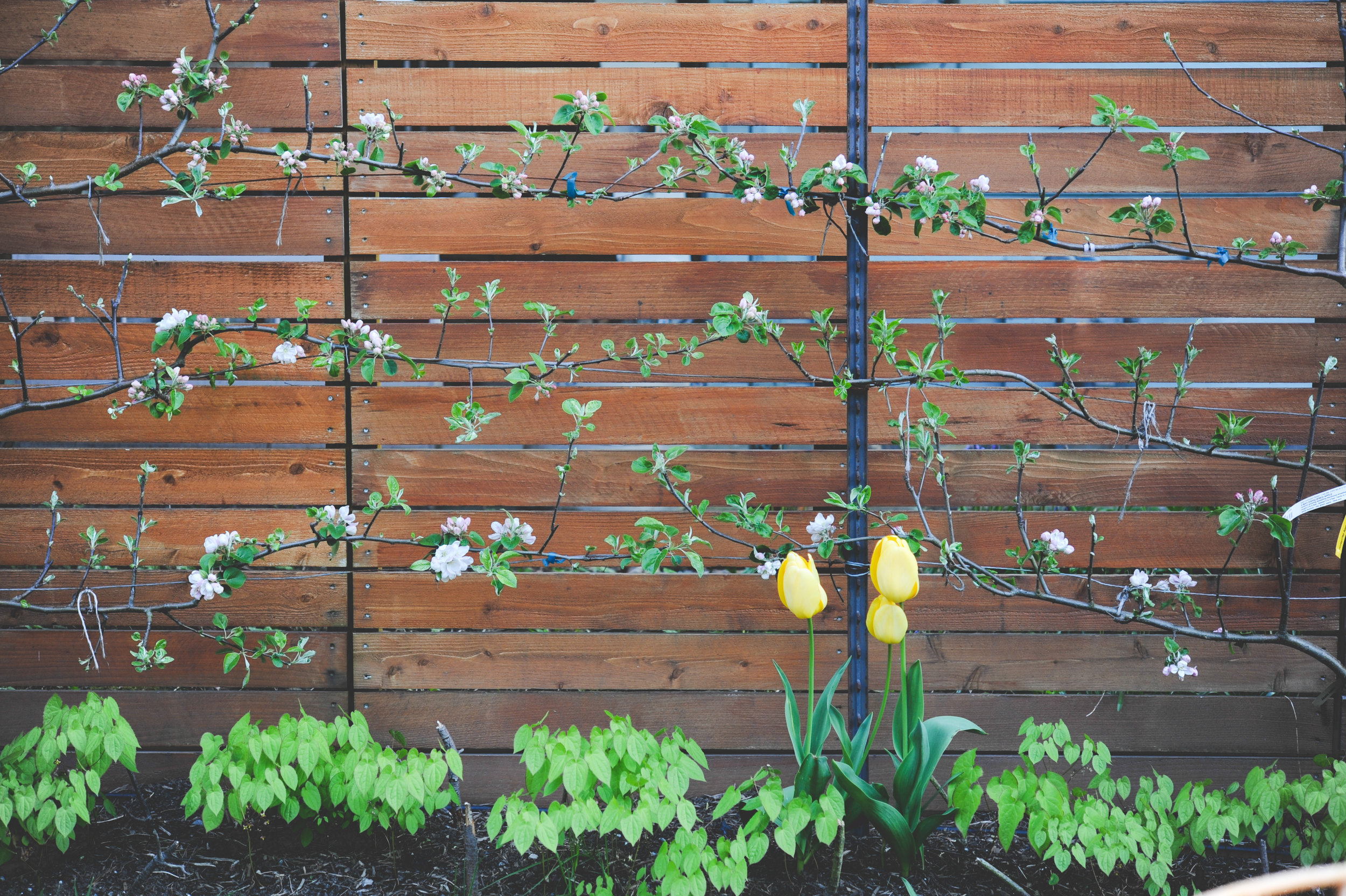 Espalier apples