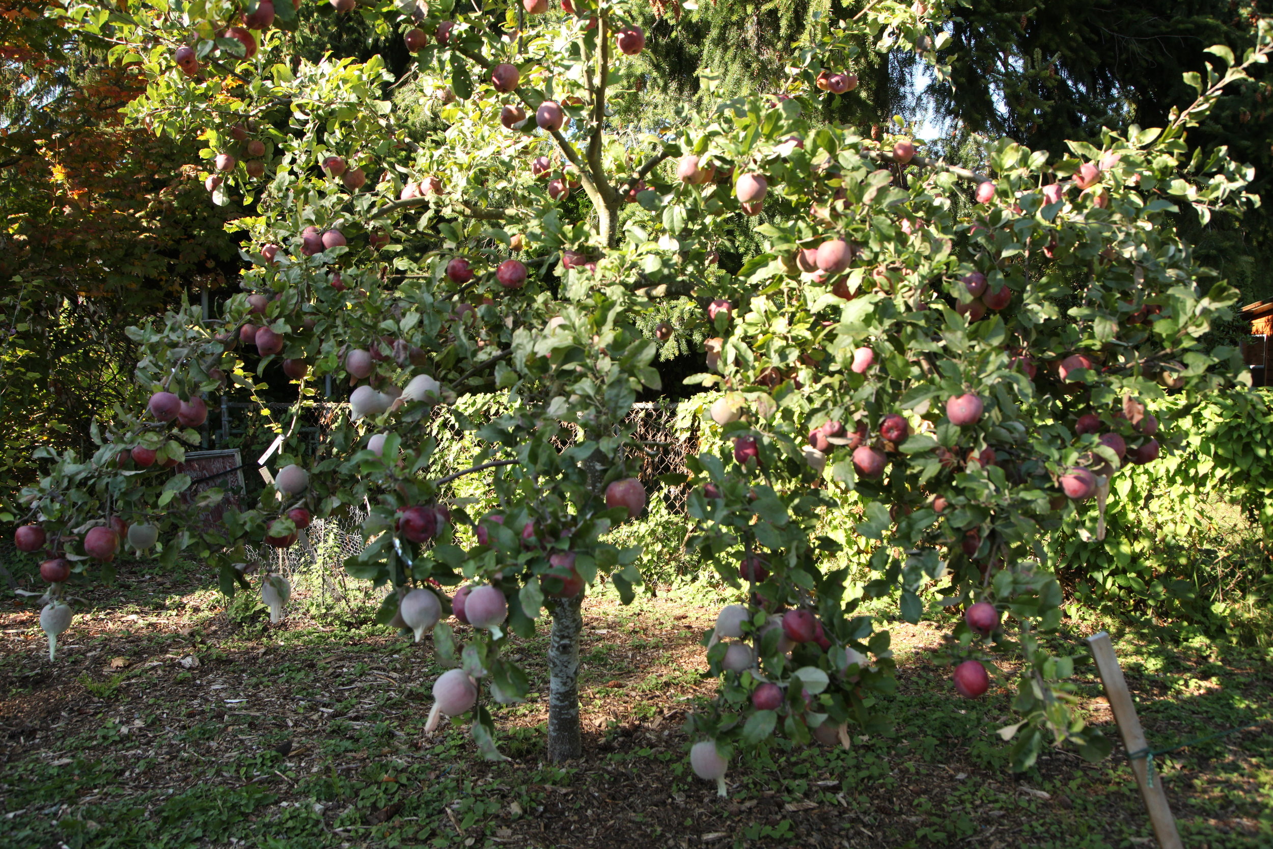 Apples trees with fruit socks