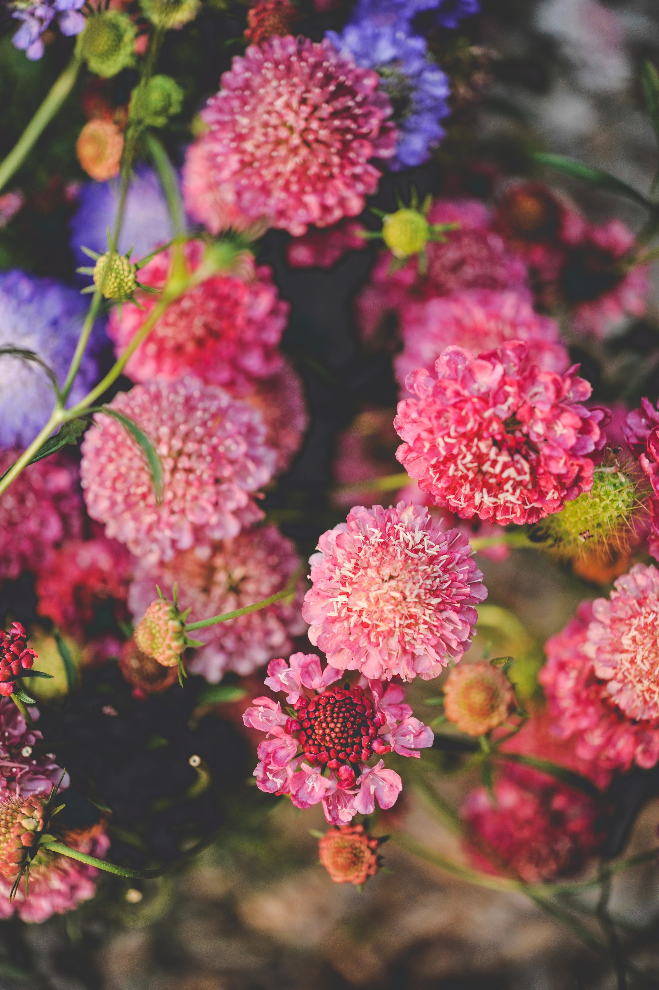 Scabiosa