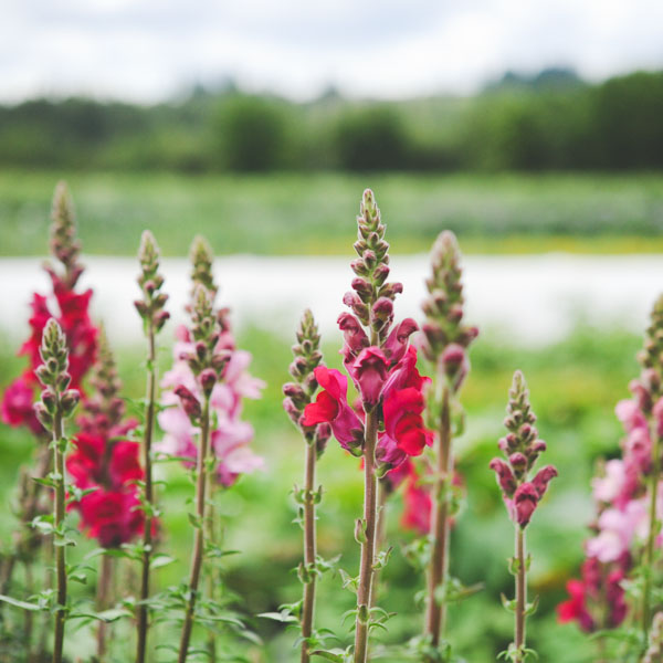 Snapdragons