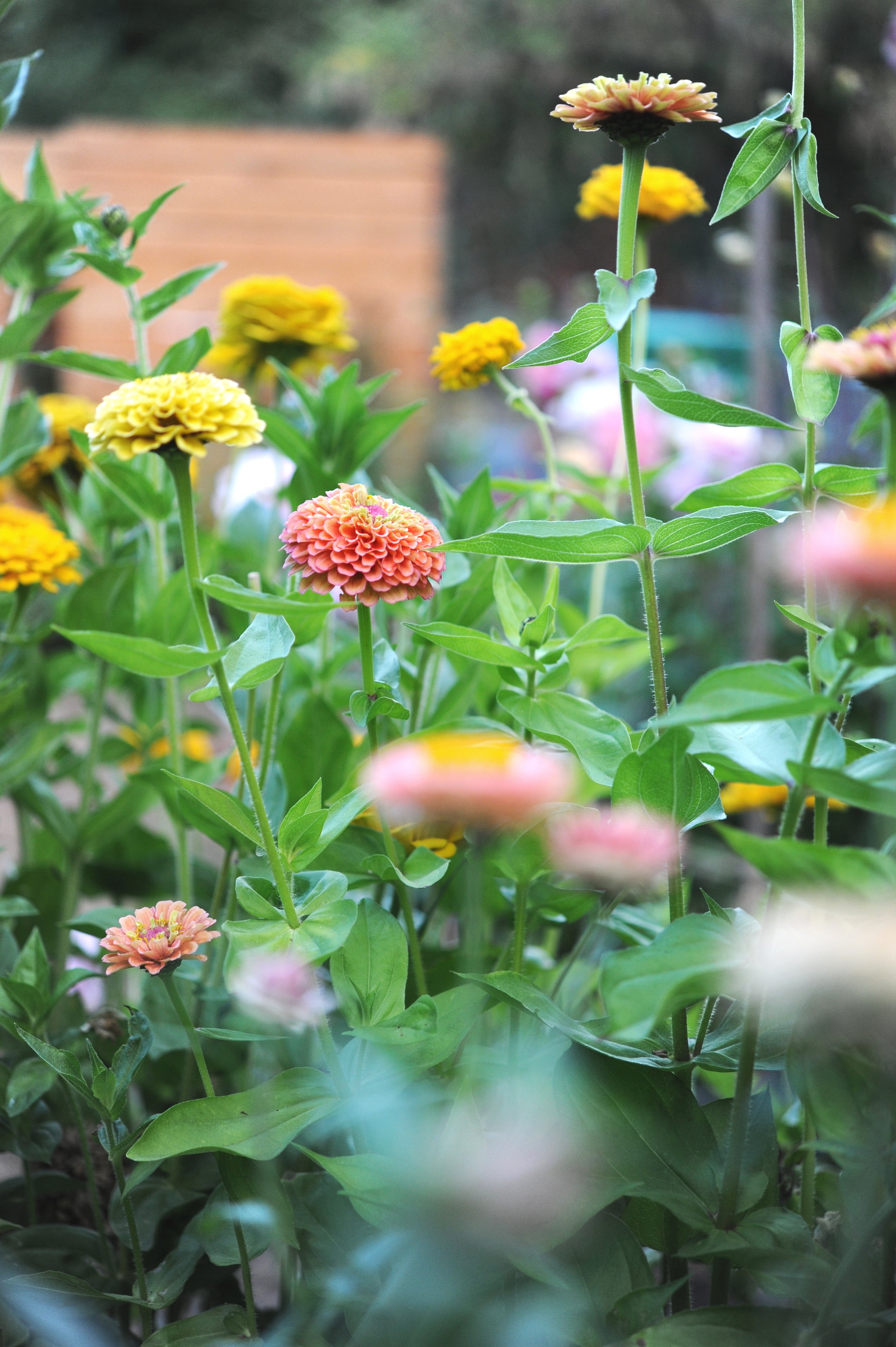 Zinnias