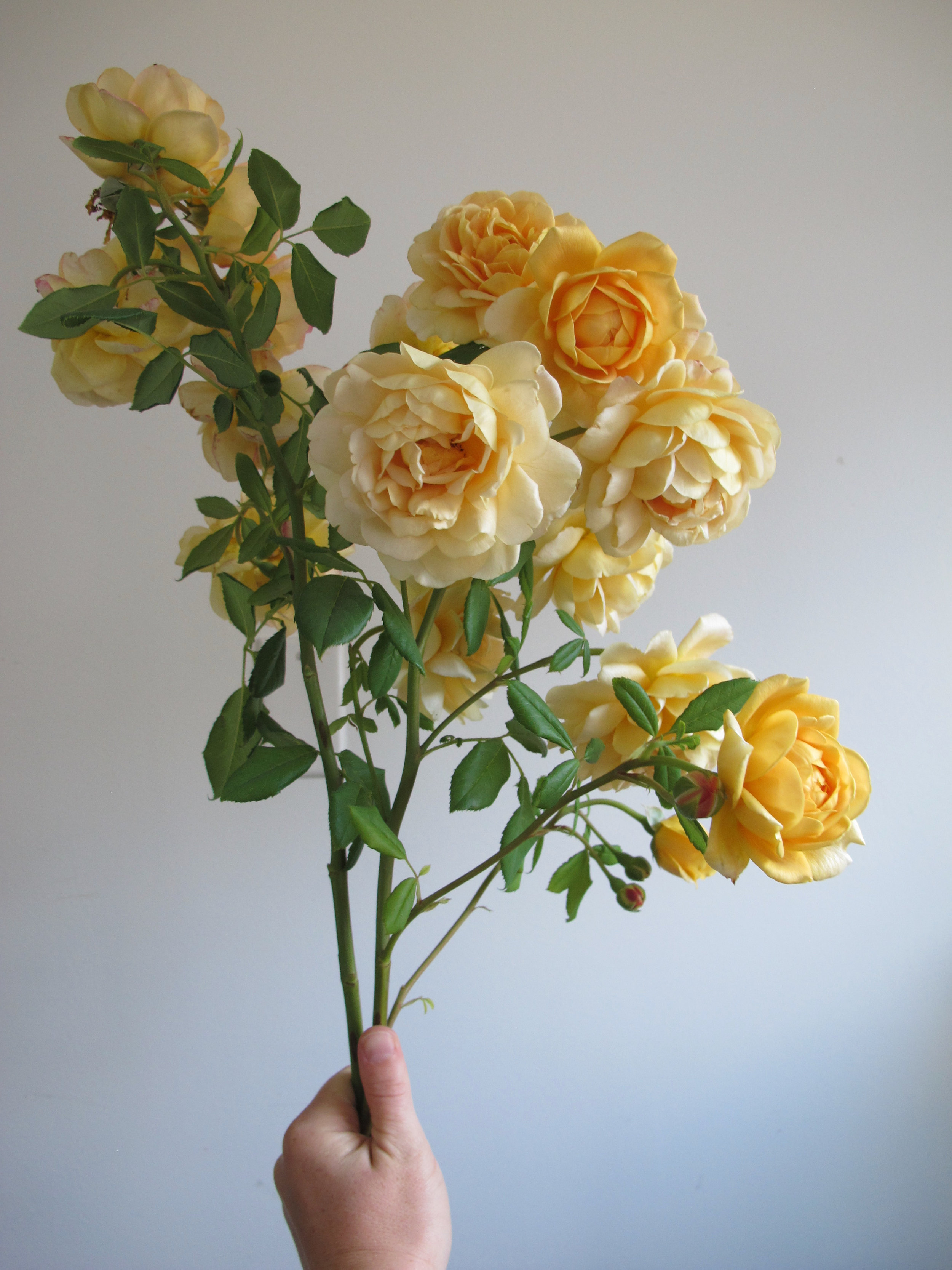 Golden Celebration Rose