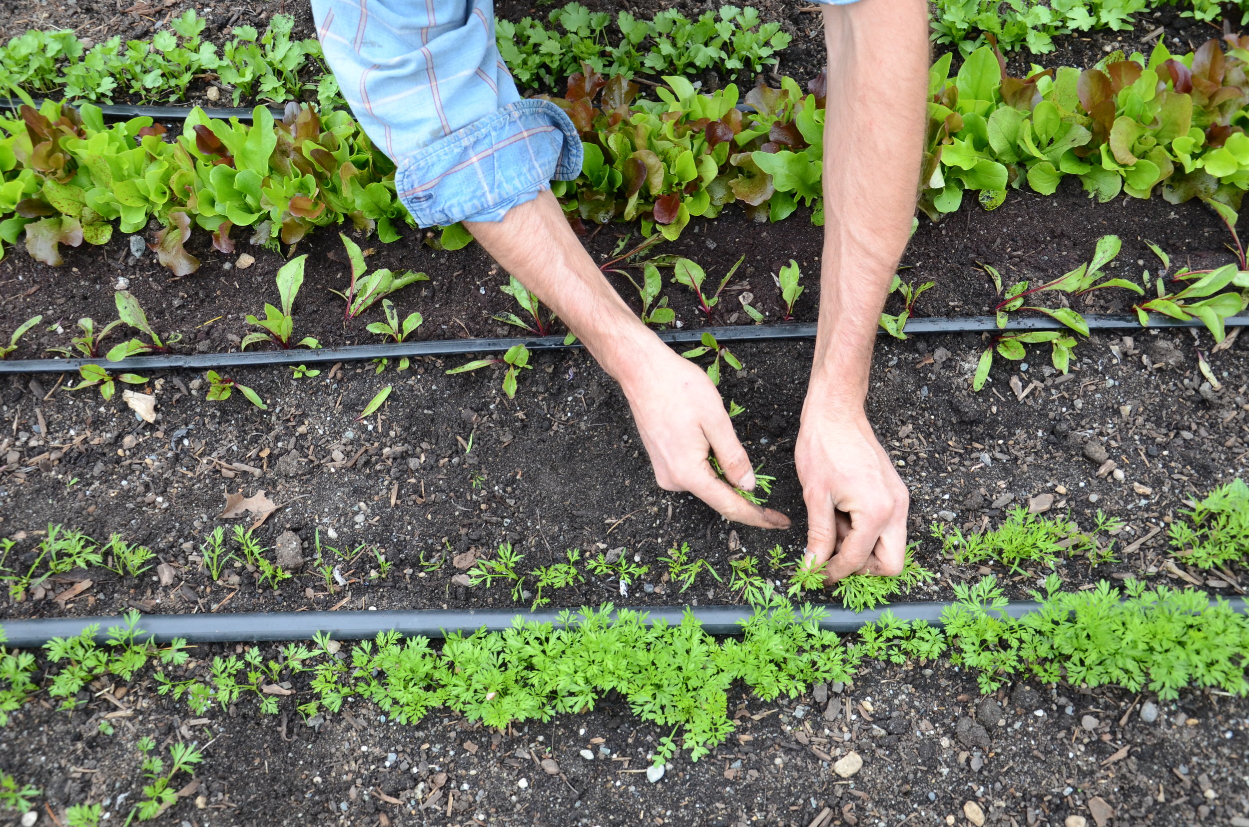 Thin your carrots!