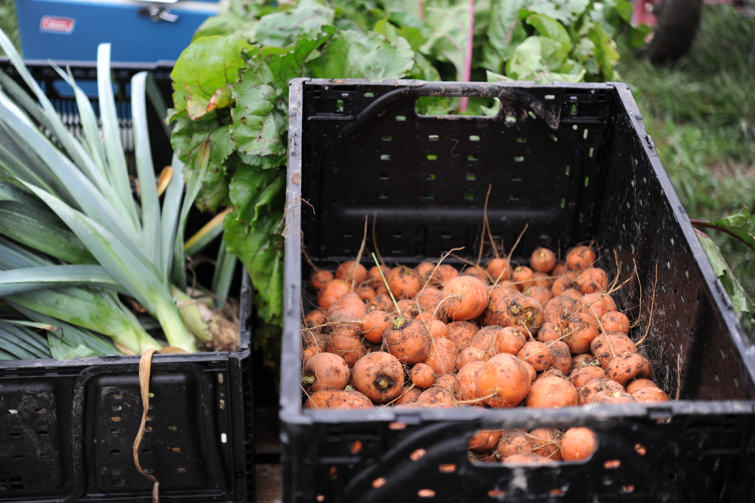 Parisian Market carrots