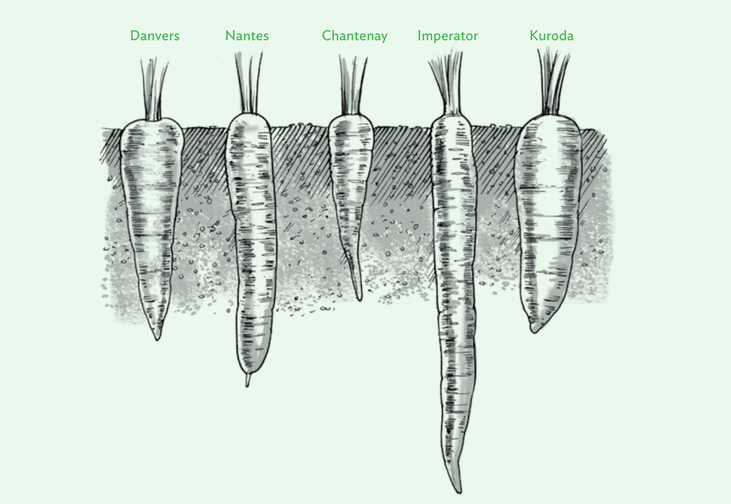 Carrot types_High Yield Vegetable Gardening.png