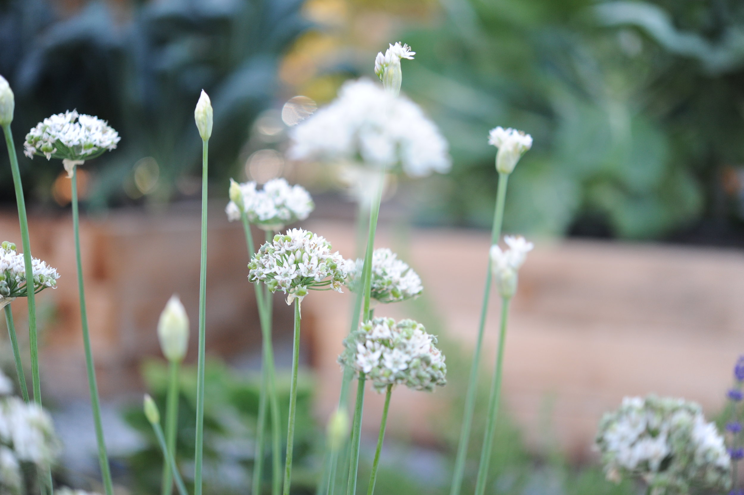 Garlic Chives