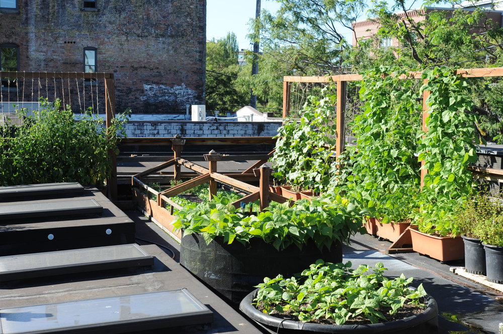 Urban Gardening Encyclopedia, What Is Urban Container Gardening