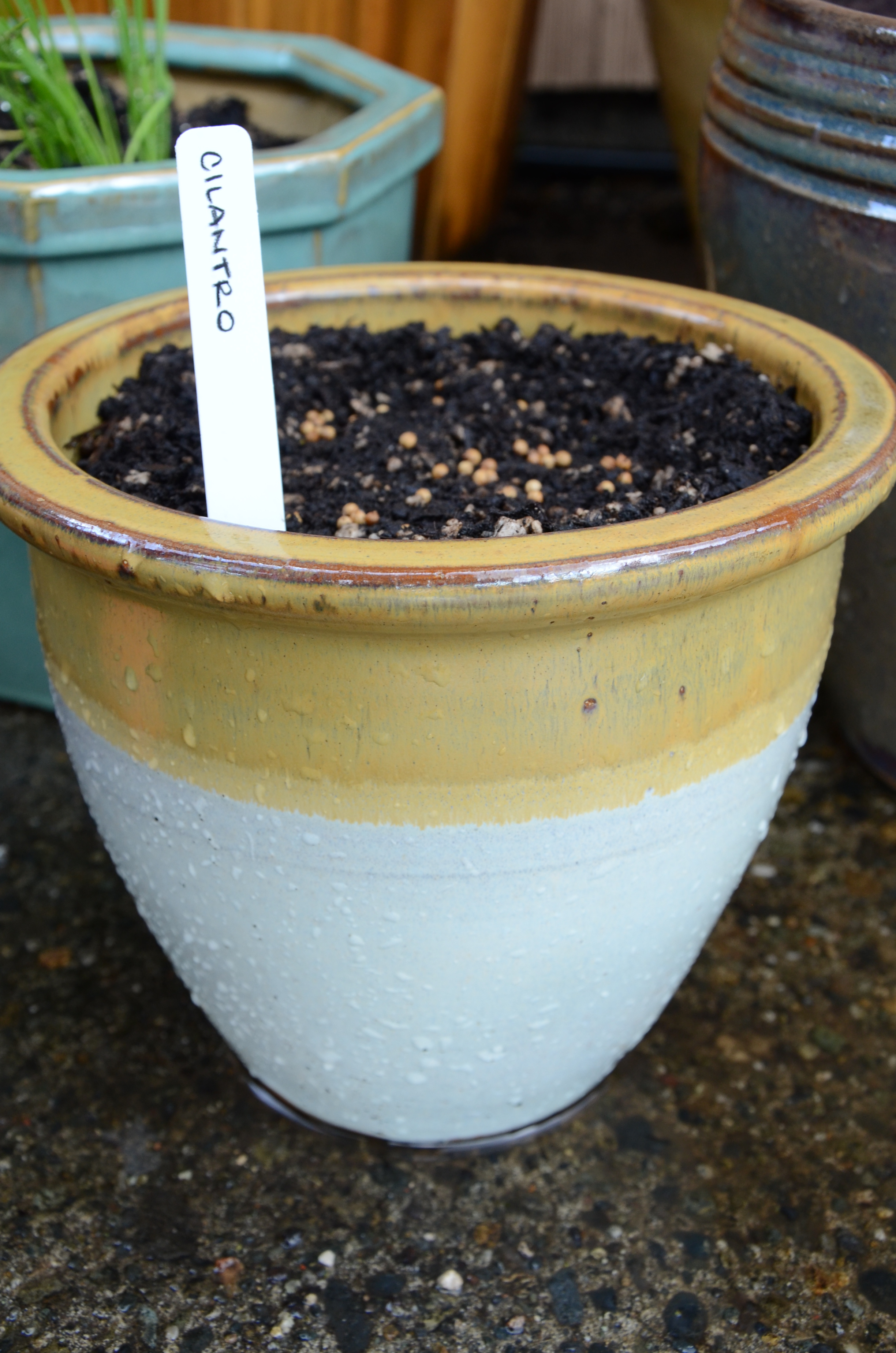 Seeding cilantro in a pot