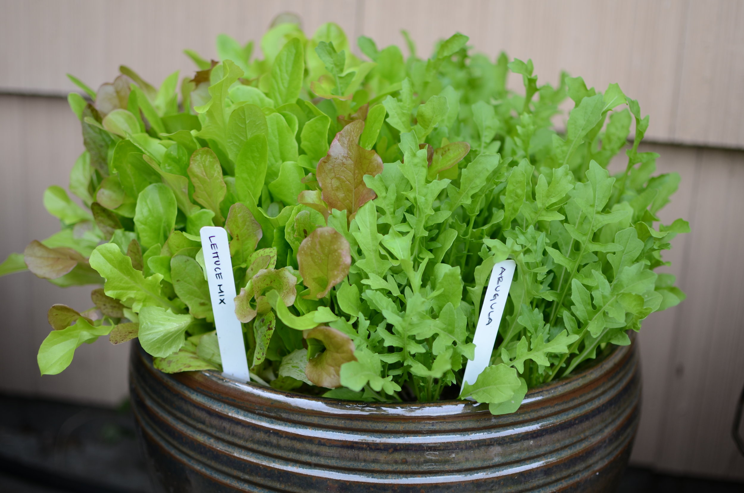 Salad Greens in a pot