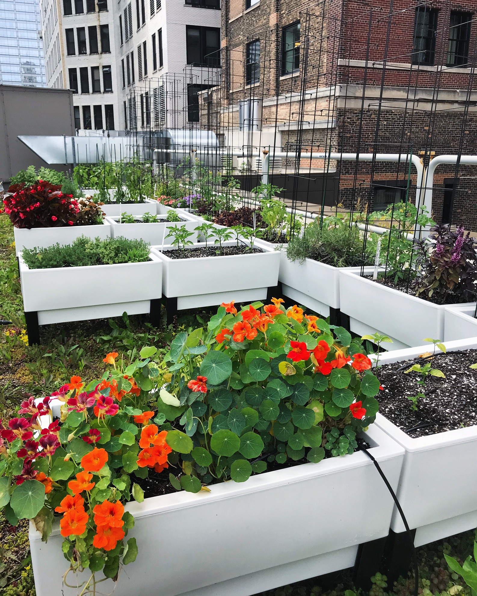 Rooftop Container Garden