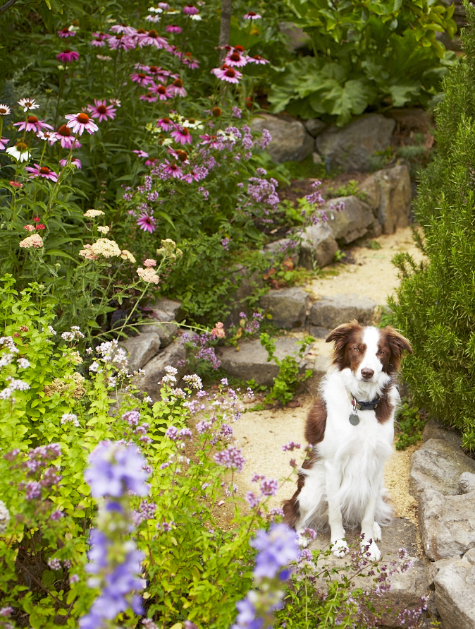 Dog in garden path