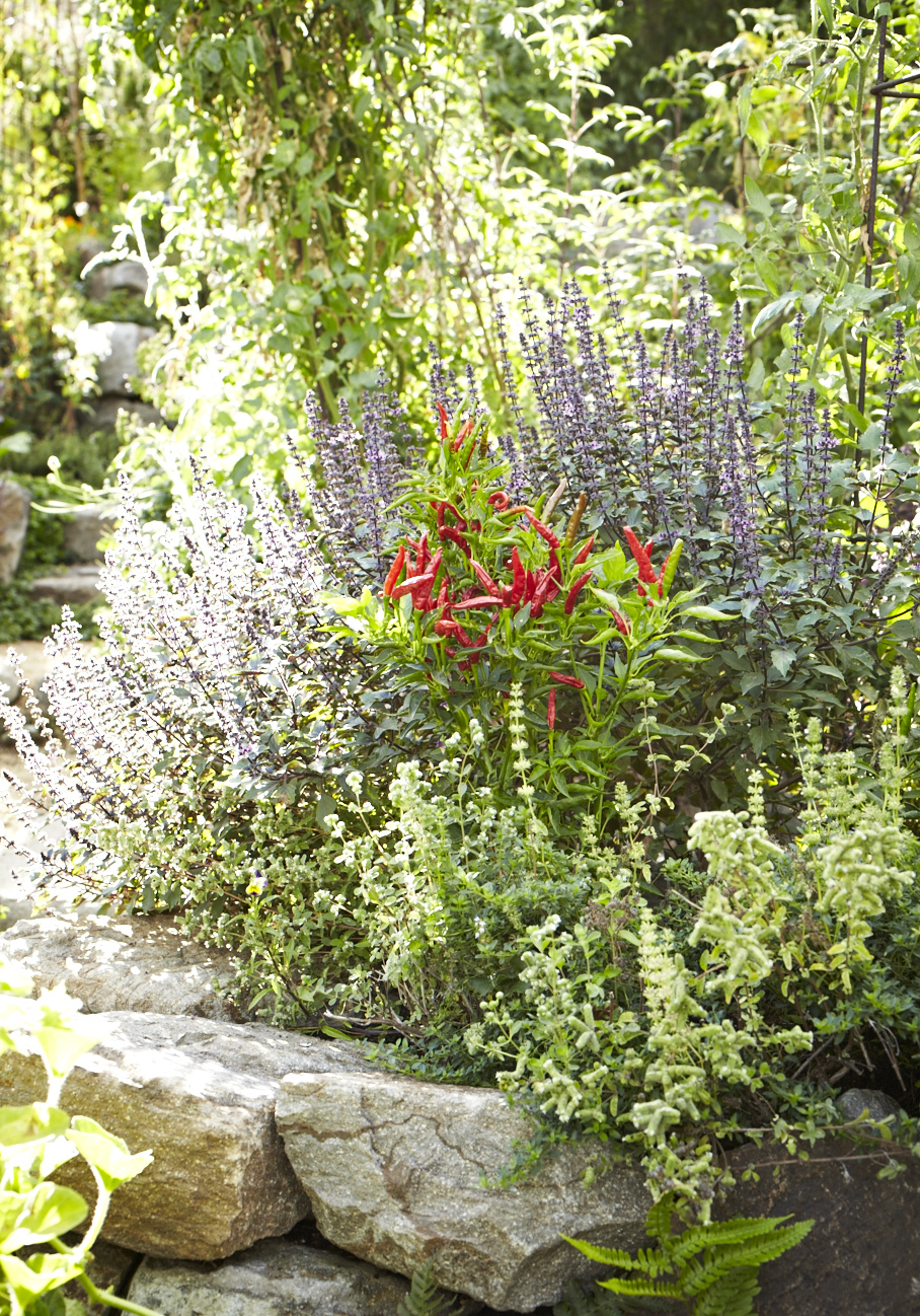 Herbs and cayenne peppers