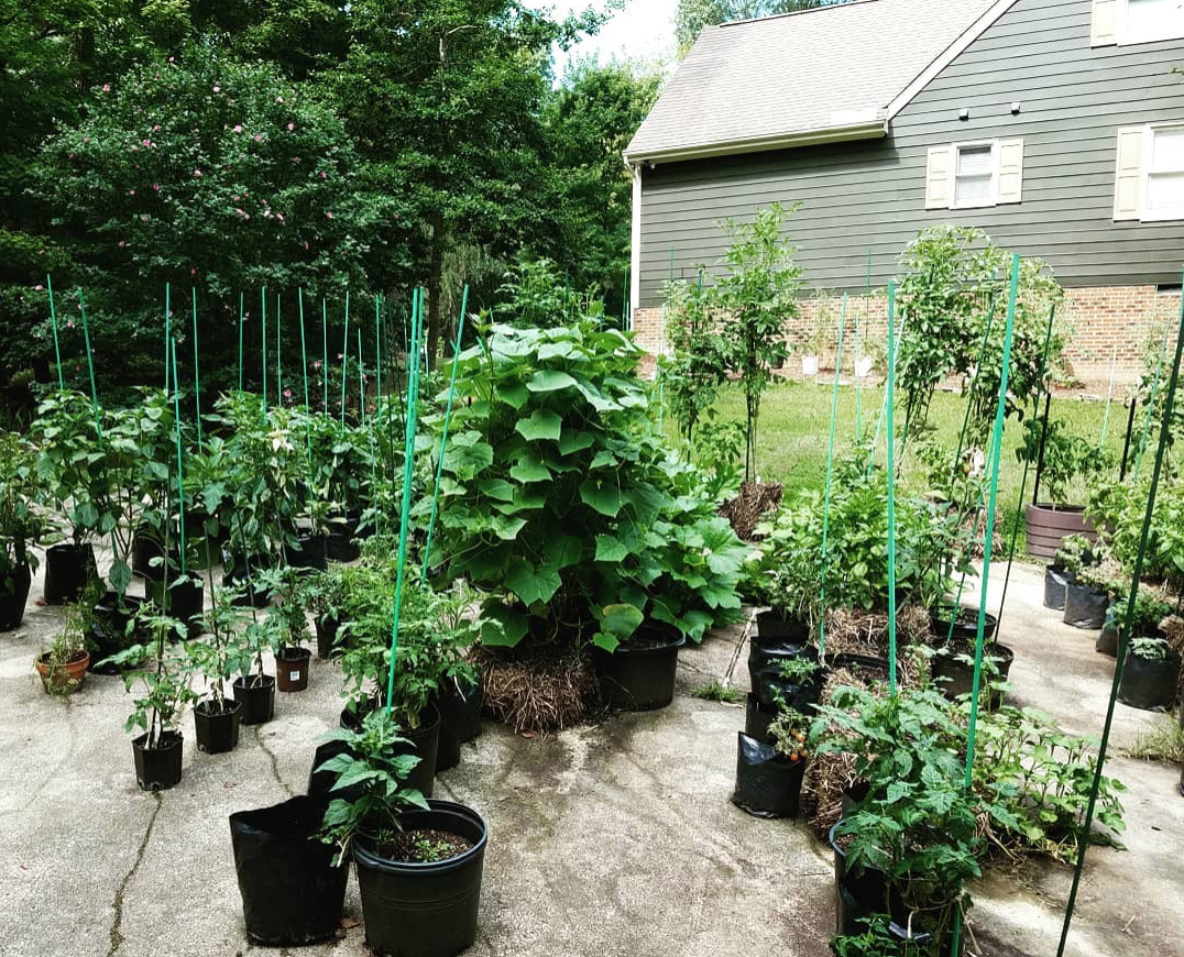 Straw Bale Garden 