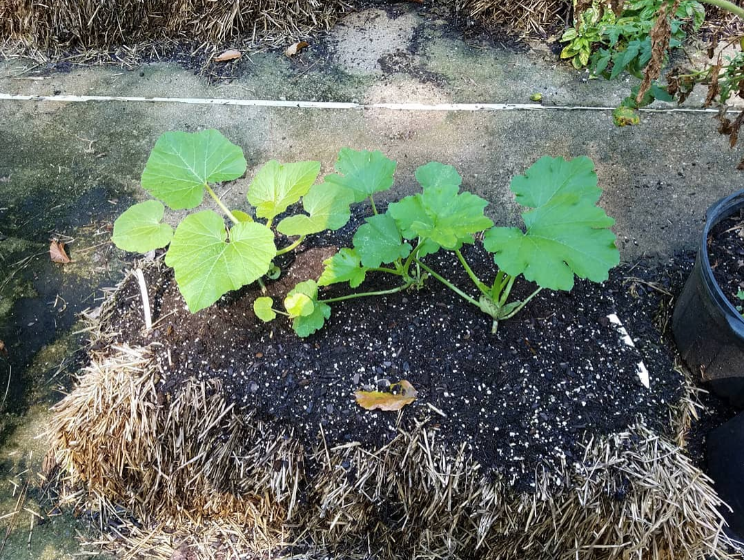 Zucchini in Straw Bales