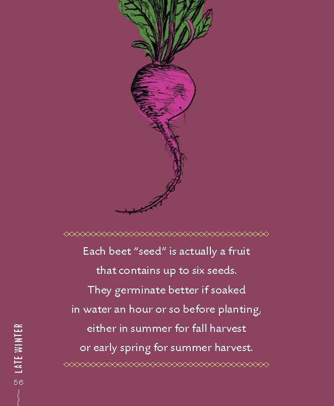 Beet-Tip-Vegetable-Gardening-Wisdom.jpg