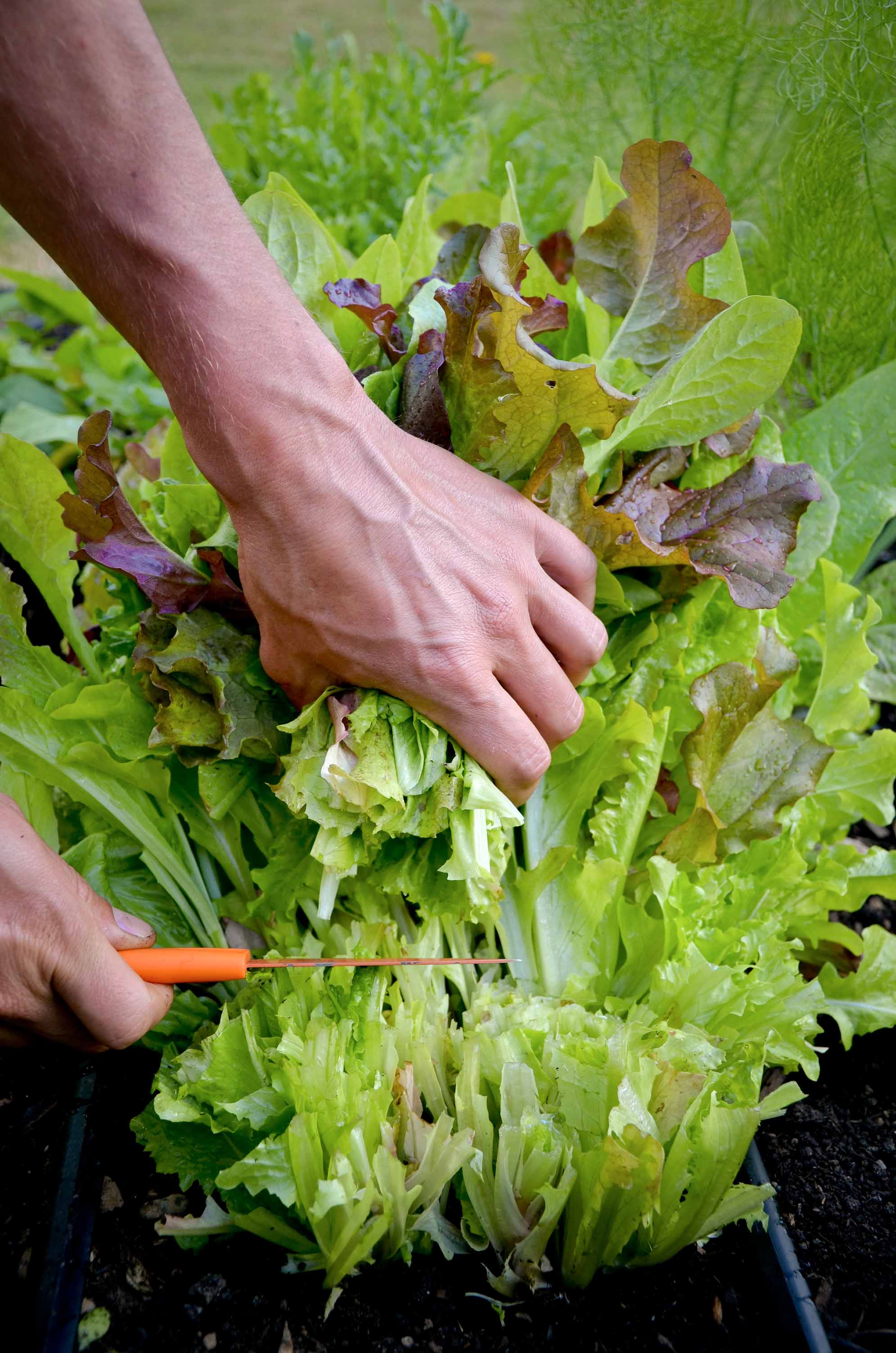 Salad Greens_Harvesting lettuce mix.jpg