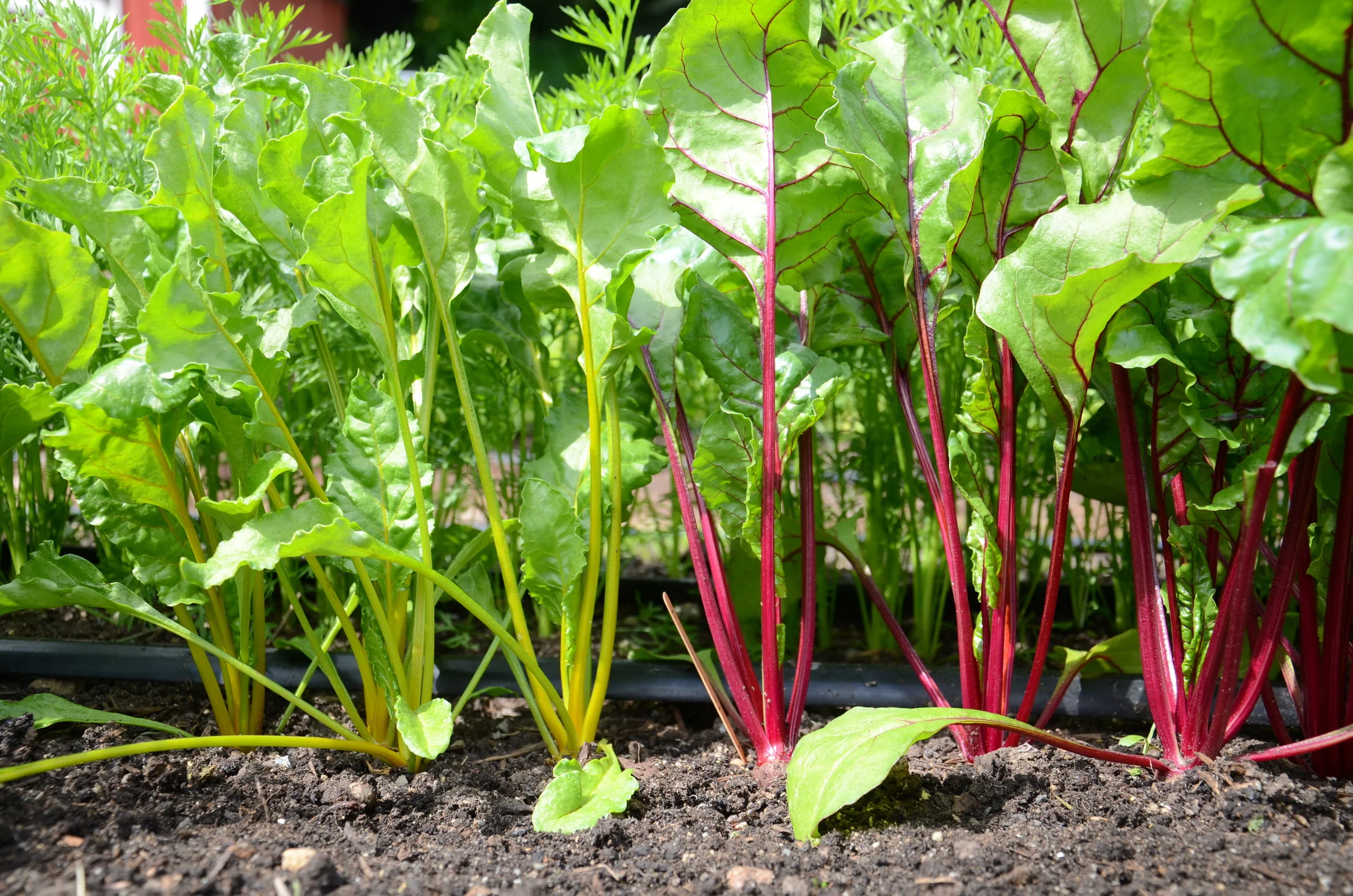 Episode 108 Beets with Kellie Phelan — Seattle Urban Farm Company