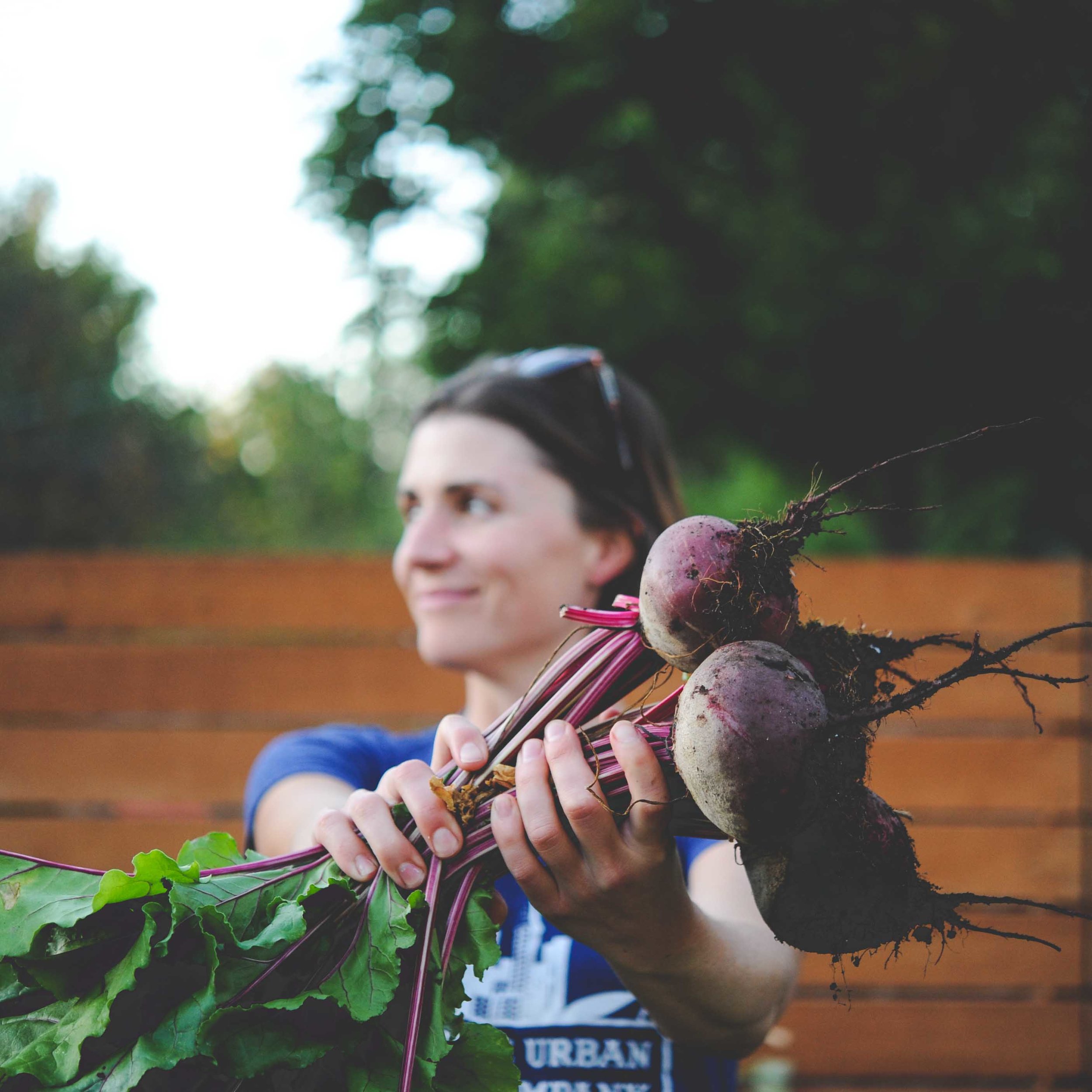 Harvested Early Wonder beets