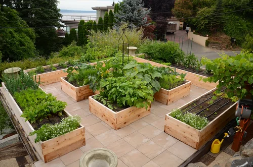 Can You Plant Strawberries in a Vegetable Garden: Expert Tips