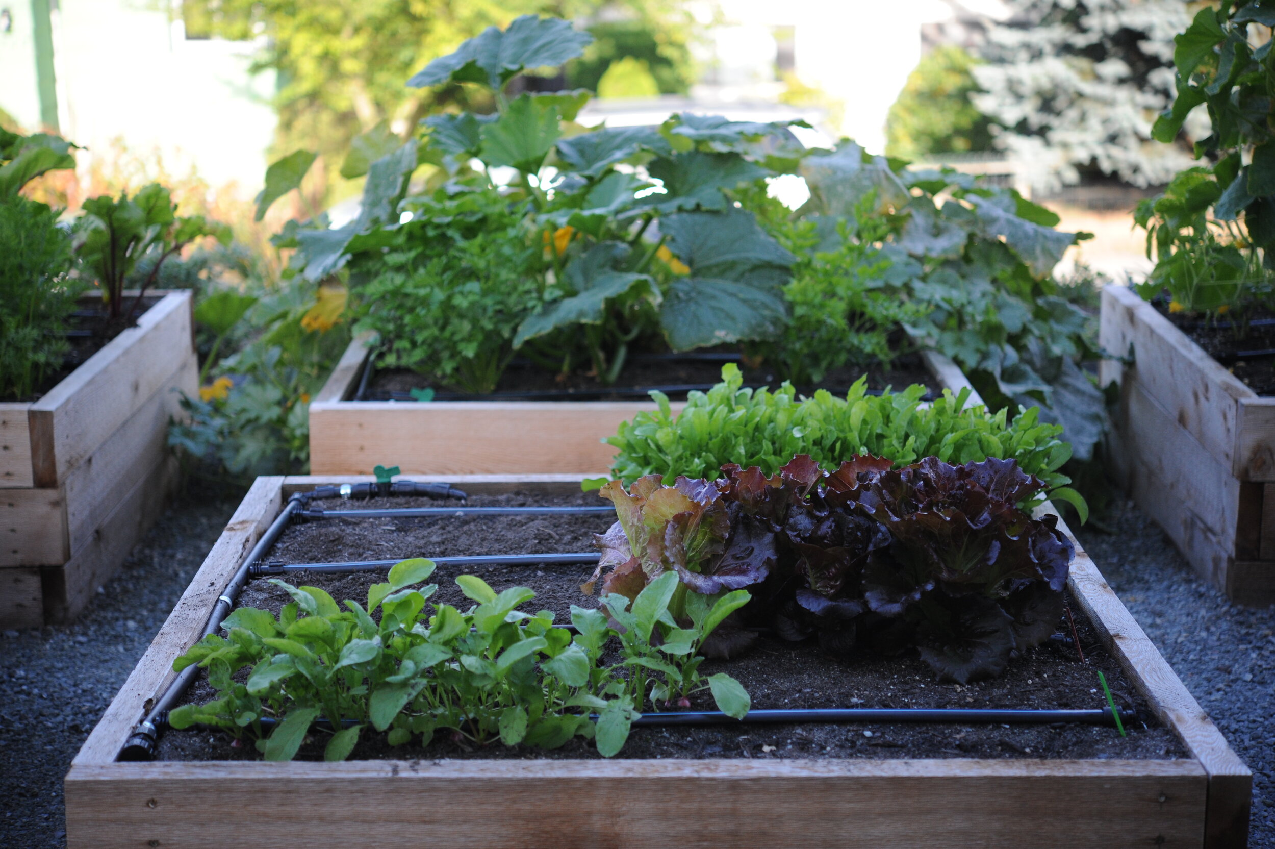 Basic Drip Irrigation Kit for Raised Bed Gardening 