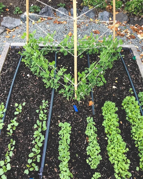 How to Set Up Irrigation System for Vegetable Garden: Expert Tips