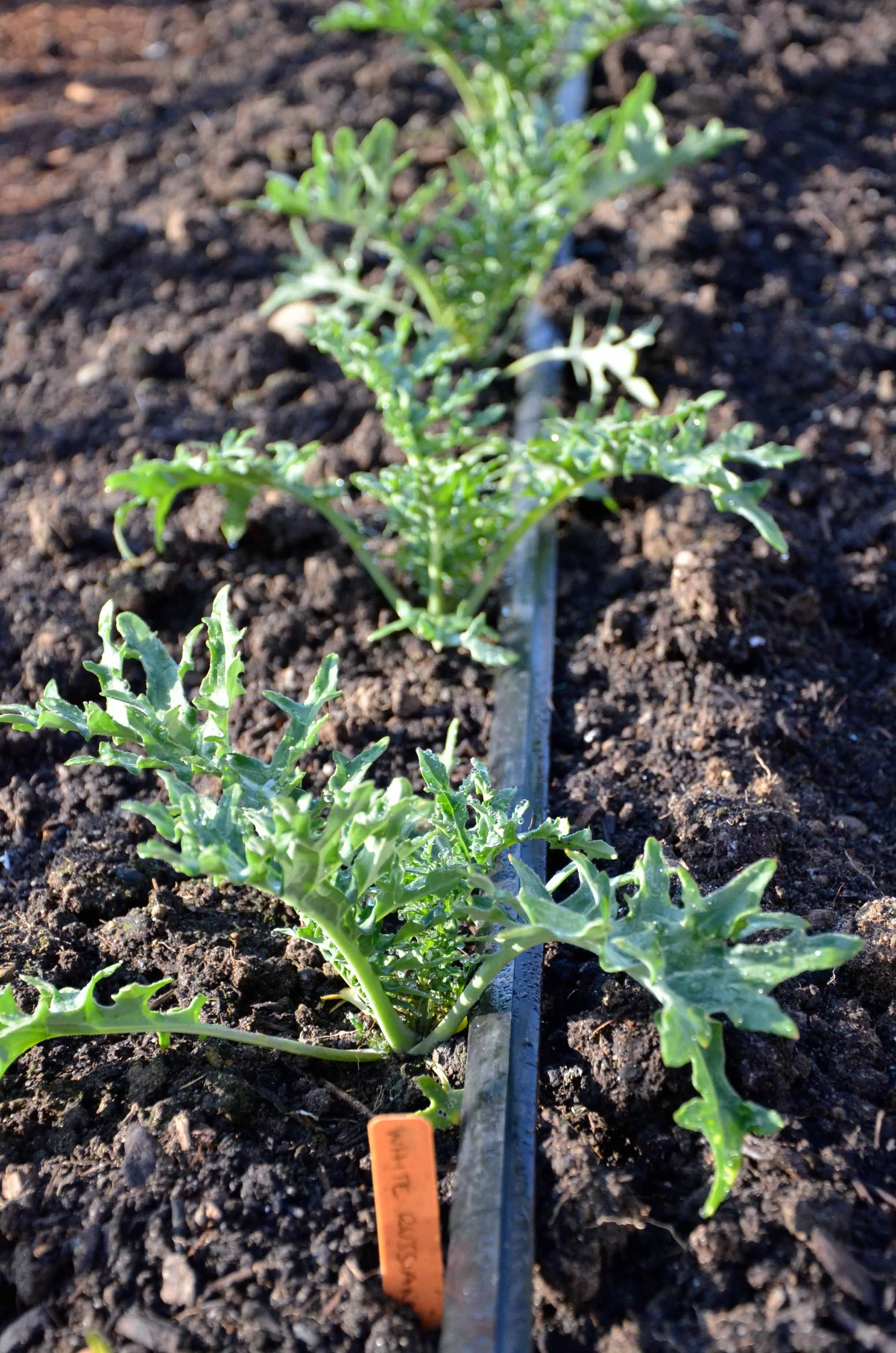 4 x8 raised bed garden kits on Drip Irrigation Q A Seattle Urban Farm Company