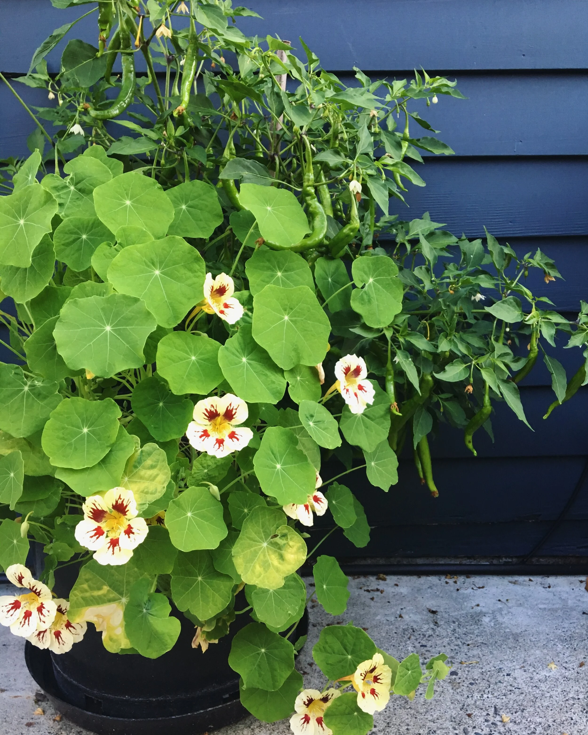 One Day DIY Project: Setting Up A Container Garden