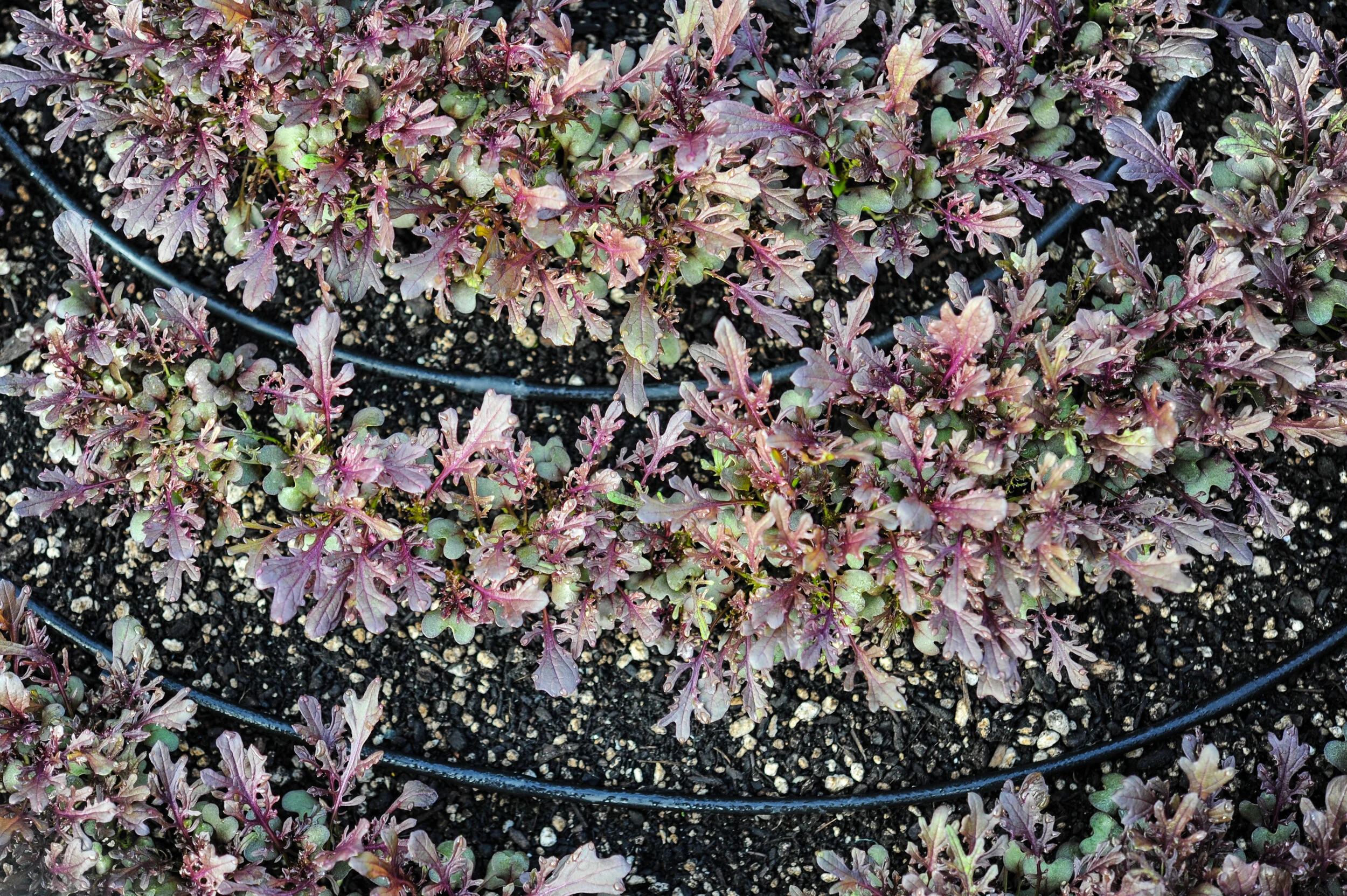 Irrigating Your Container Garden Seattle Urban Farm Company - How To Irrigate A Container Garden Irrigating Your Container Garden Seattle Urban Farm Company - How To Irrigate A Container Garden
