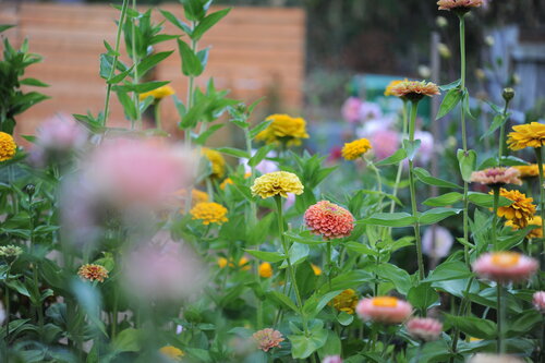 Planning Your Annual Cut Flower Garden Seattle Urban Farm Company