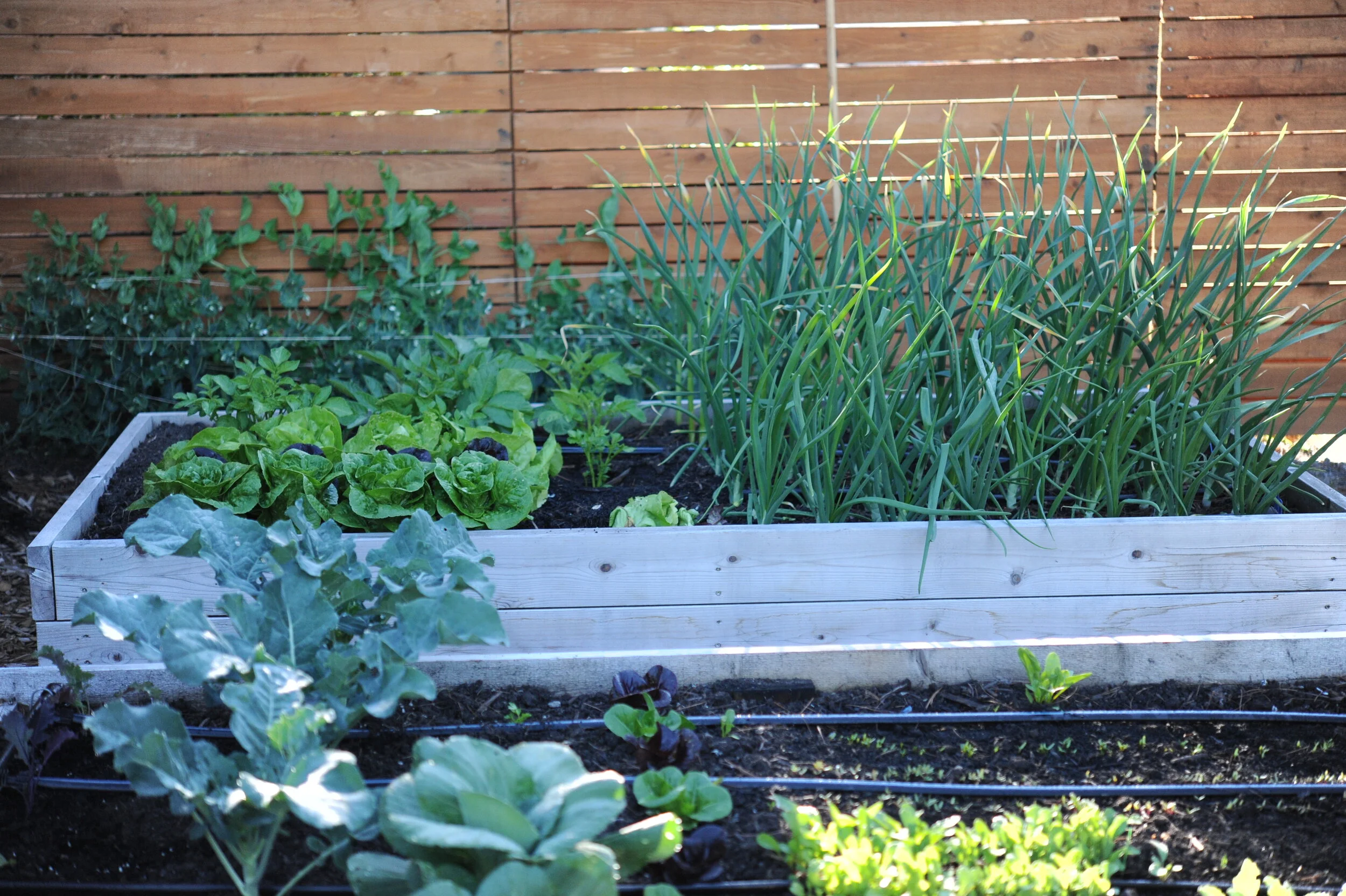 Crop Planning: A year in my home Garden